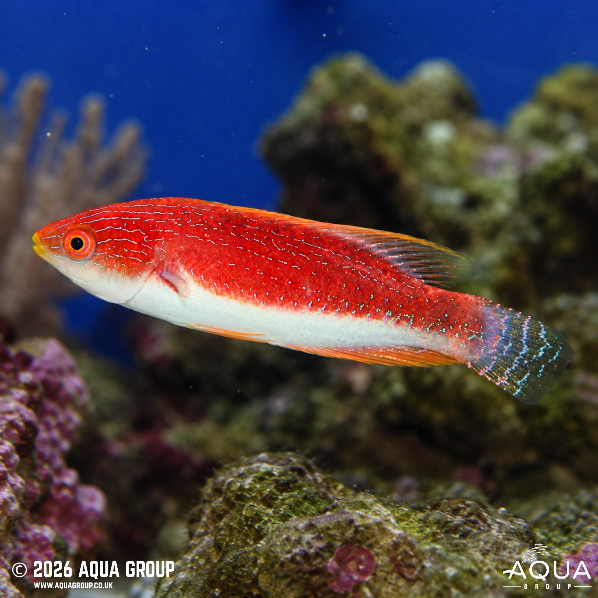 Whip-fin Fairy Wrasse - Cirrhilabrus filamentosus