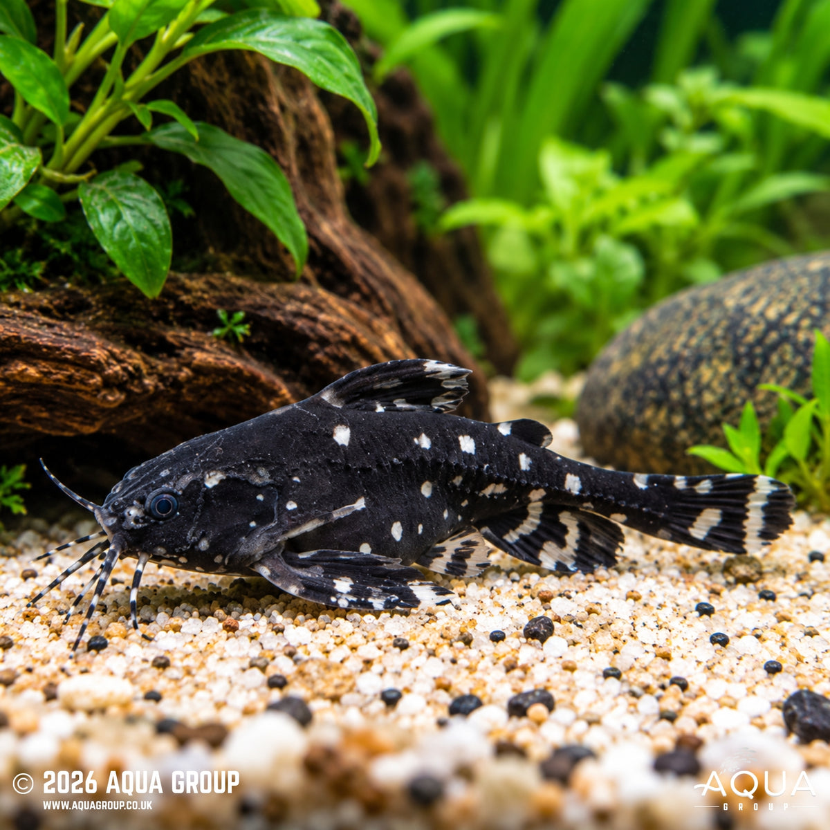 White Spotted Talking Catfish - Agamyxis pectinifrons