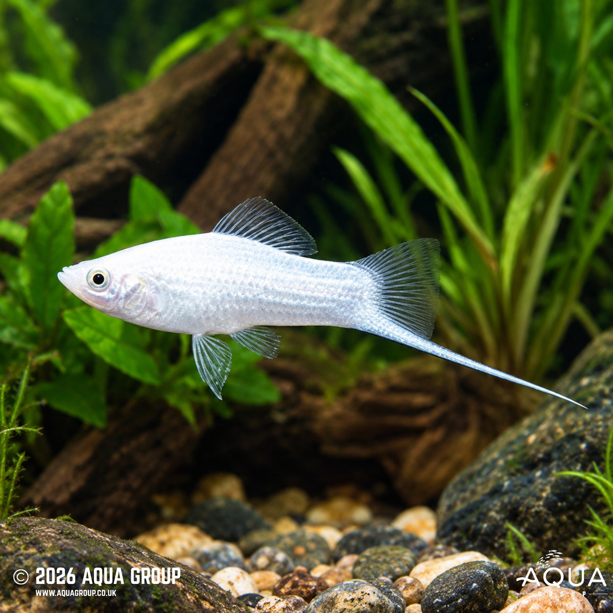 White Wag Swordtail - Xiphophorus helleri