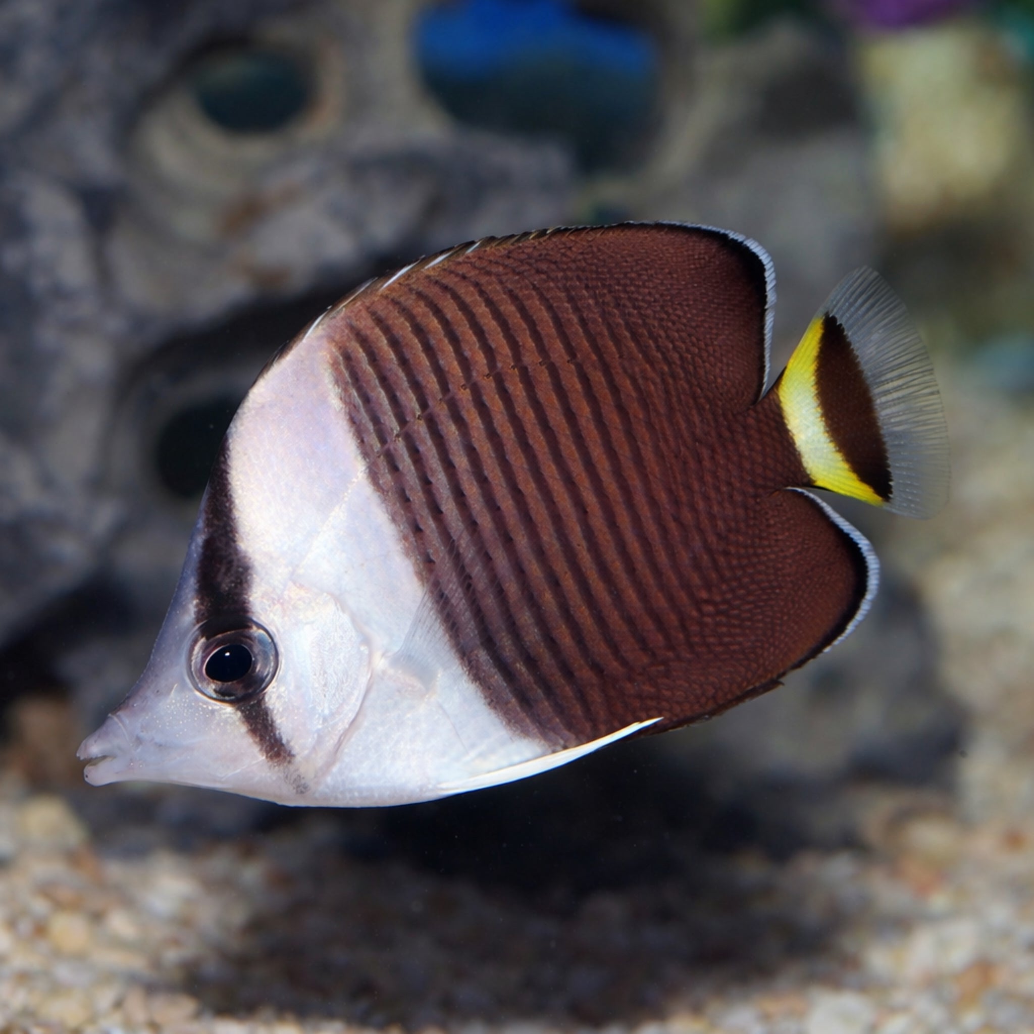 White Face Butterflyfish [Chaetodon mesoleucus] - Aqua Group