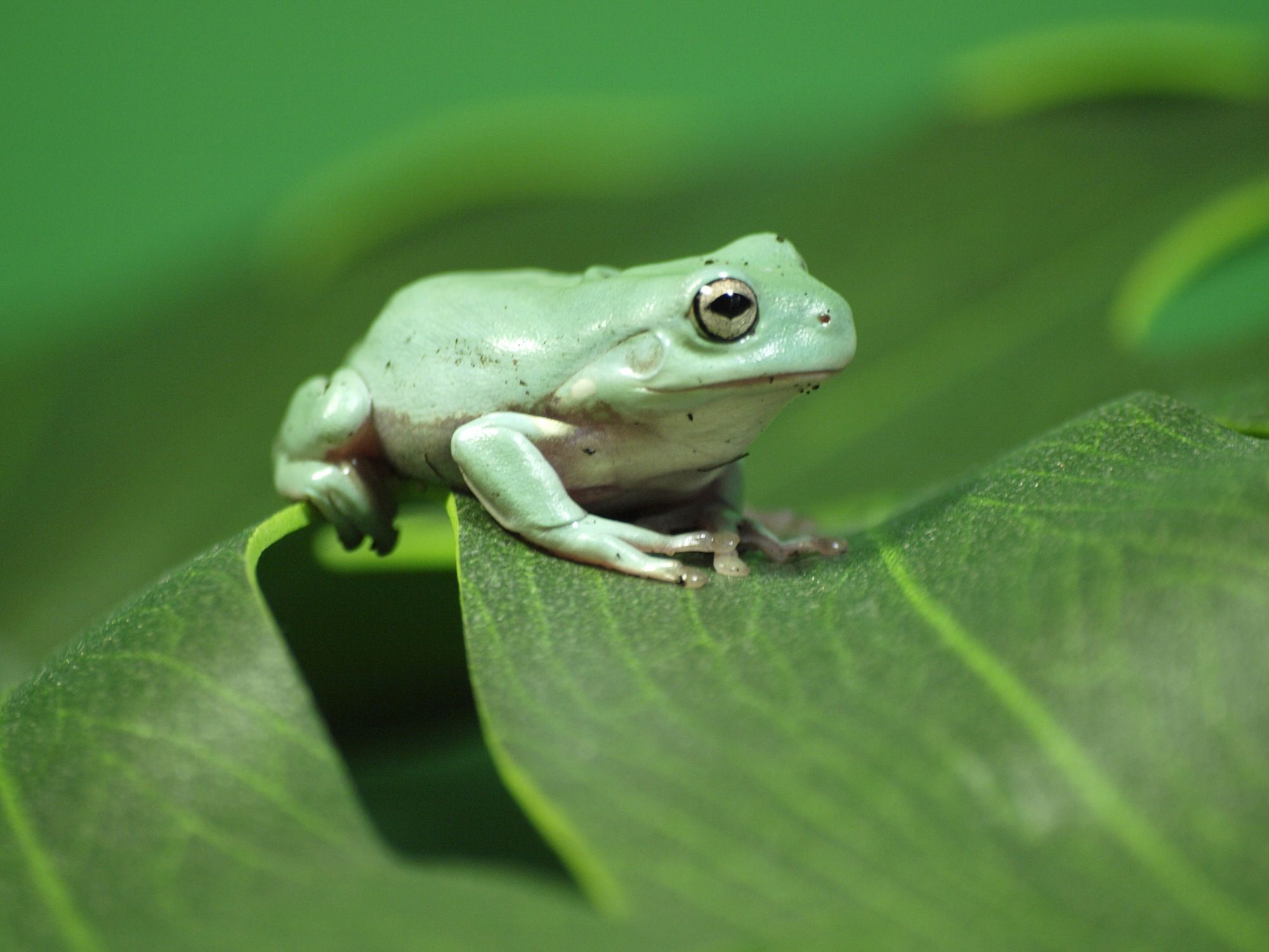 Whites Tree Frog