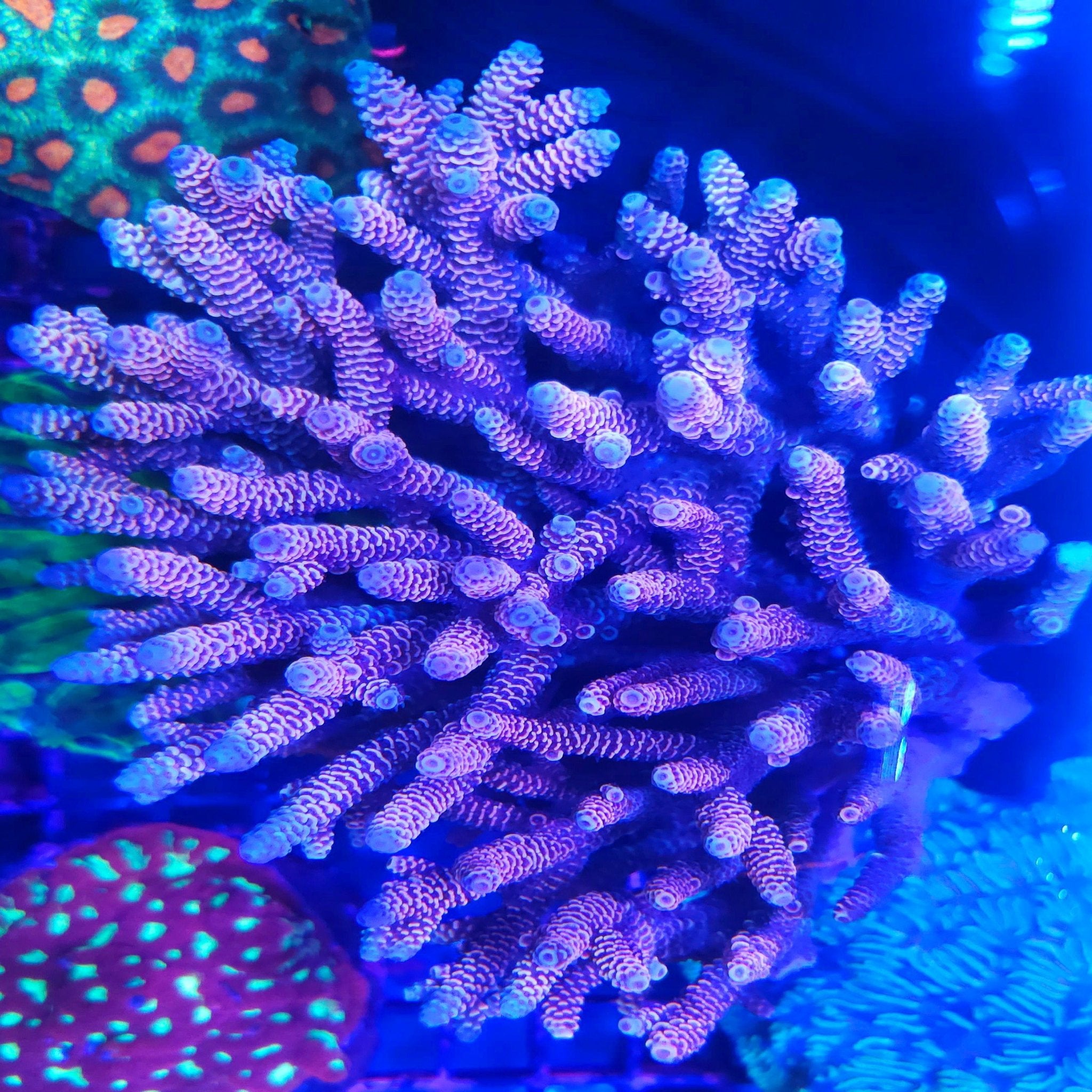 XXL Rainbow Millepora