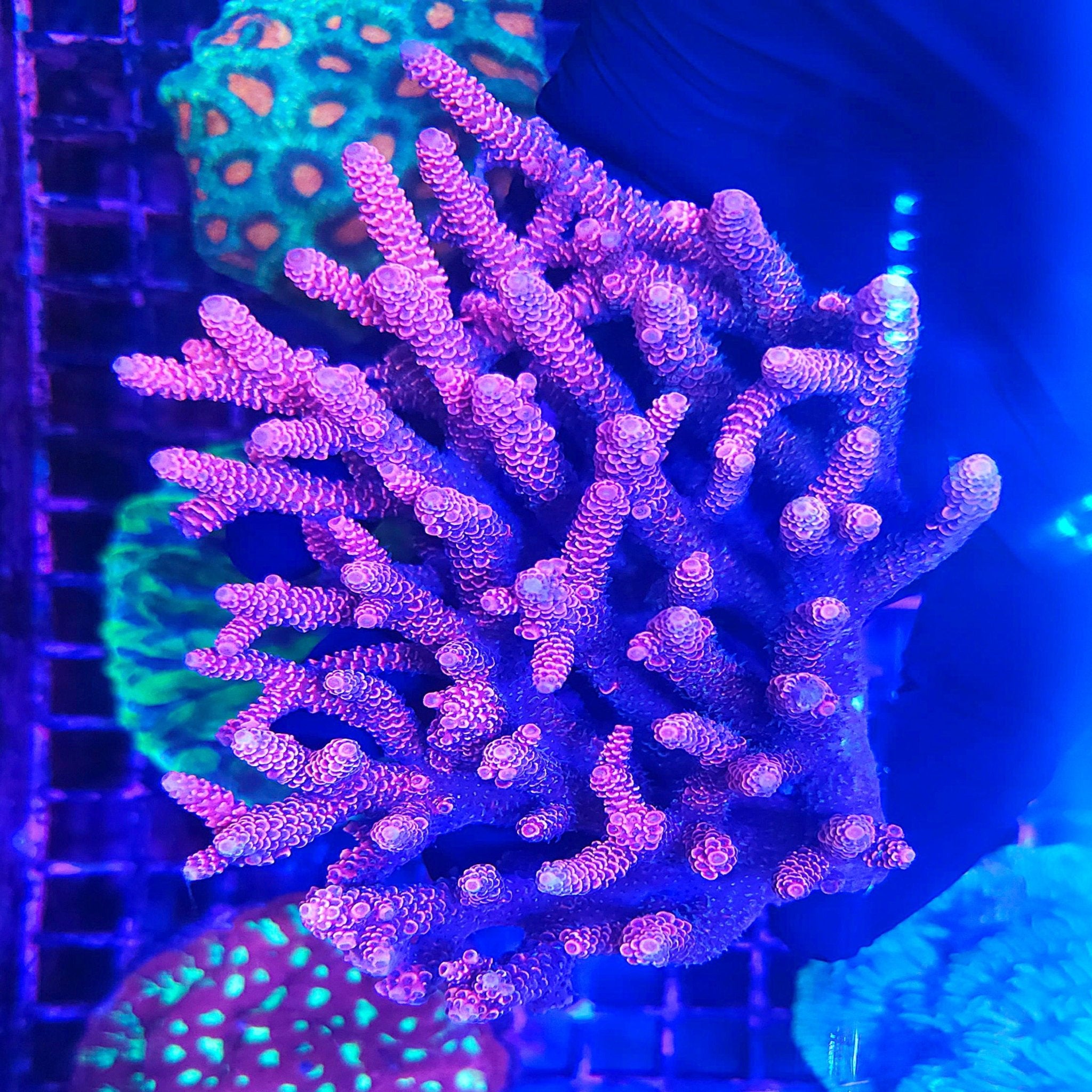 XXL Red Millepora Acropora