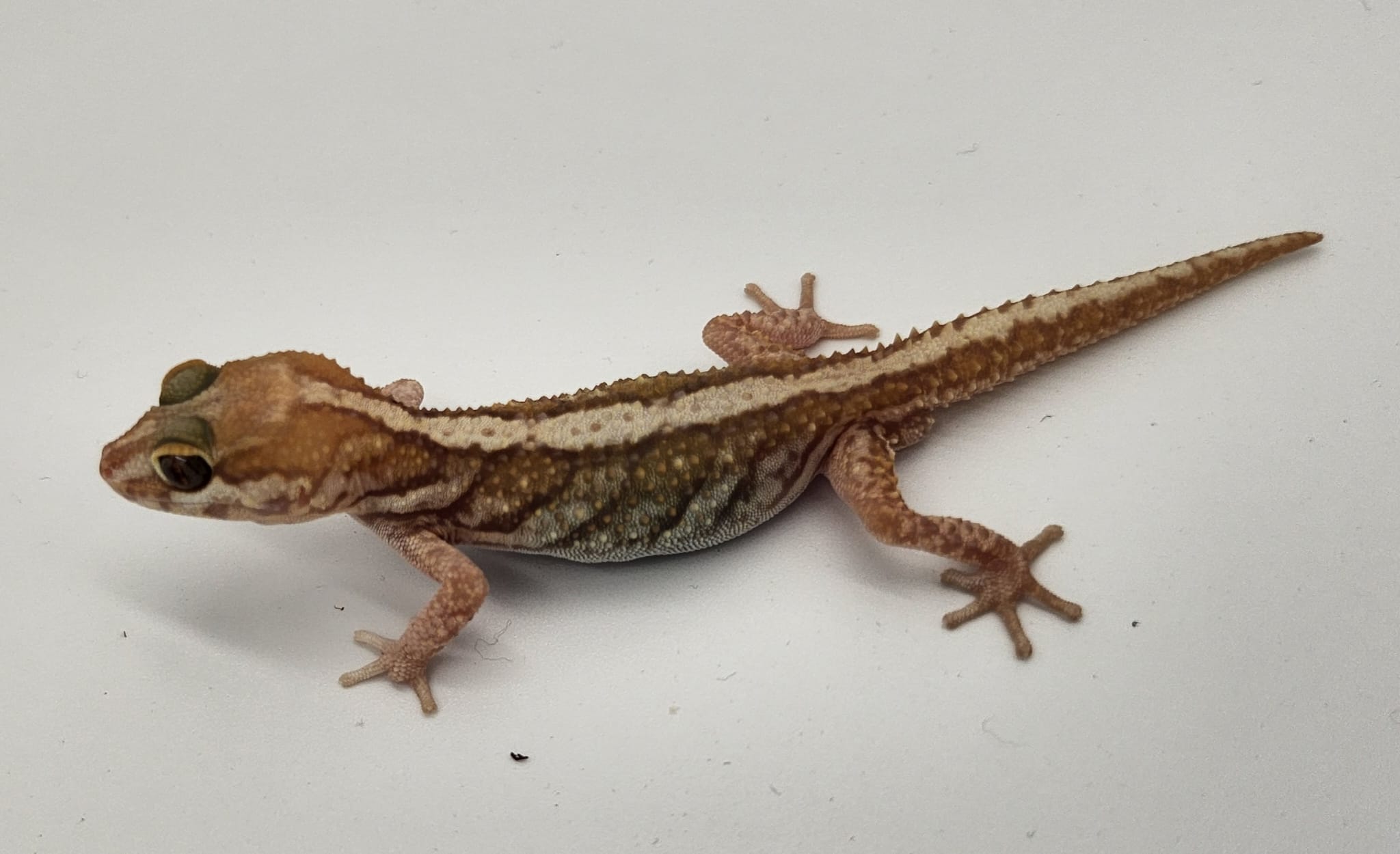 Xanthic Pictus Gecko - Male