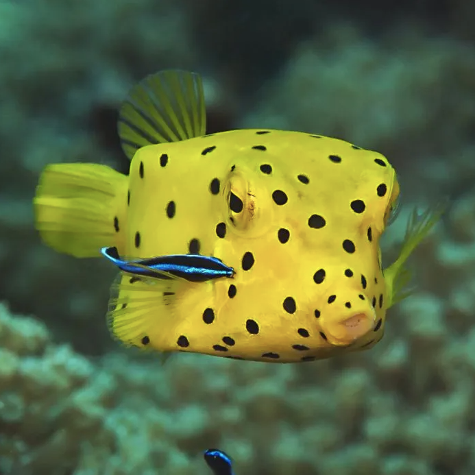 Boxfish - Yellow