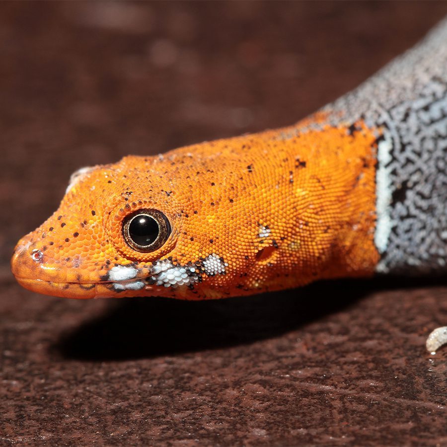 Yellow Headed Gecko