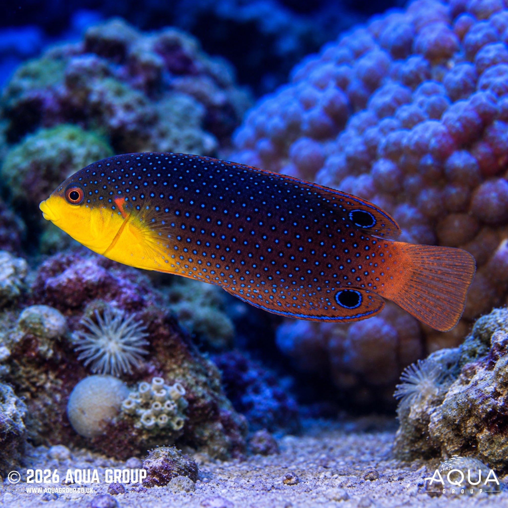 Yellow-breasted Wrasse - Anampses twistii