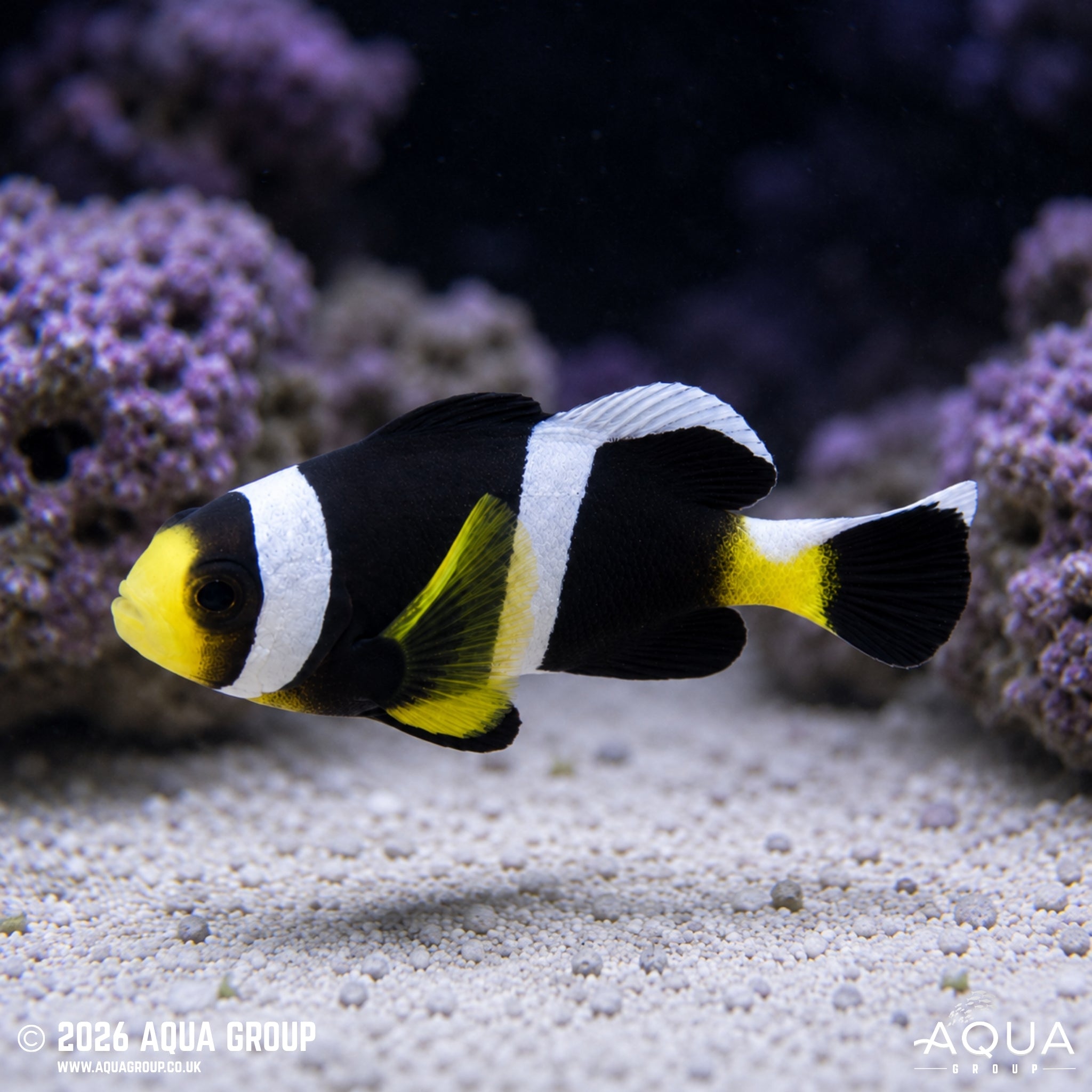 Yellow-finned Barrier Reef Clownfish - Amphiprion akindynos