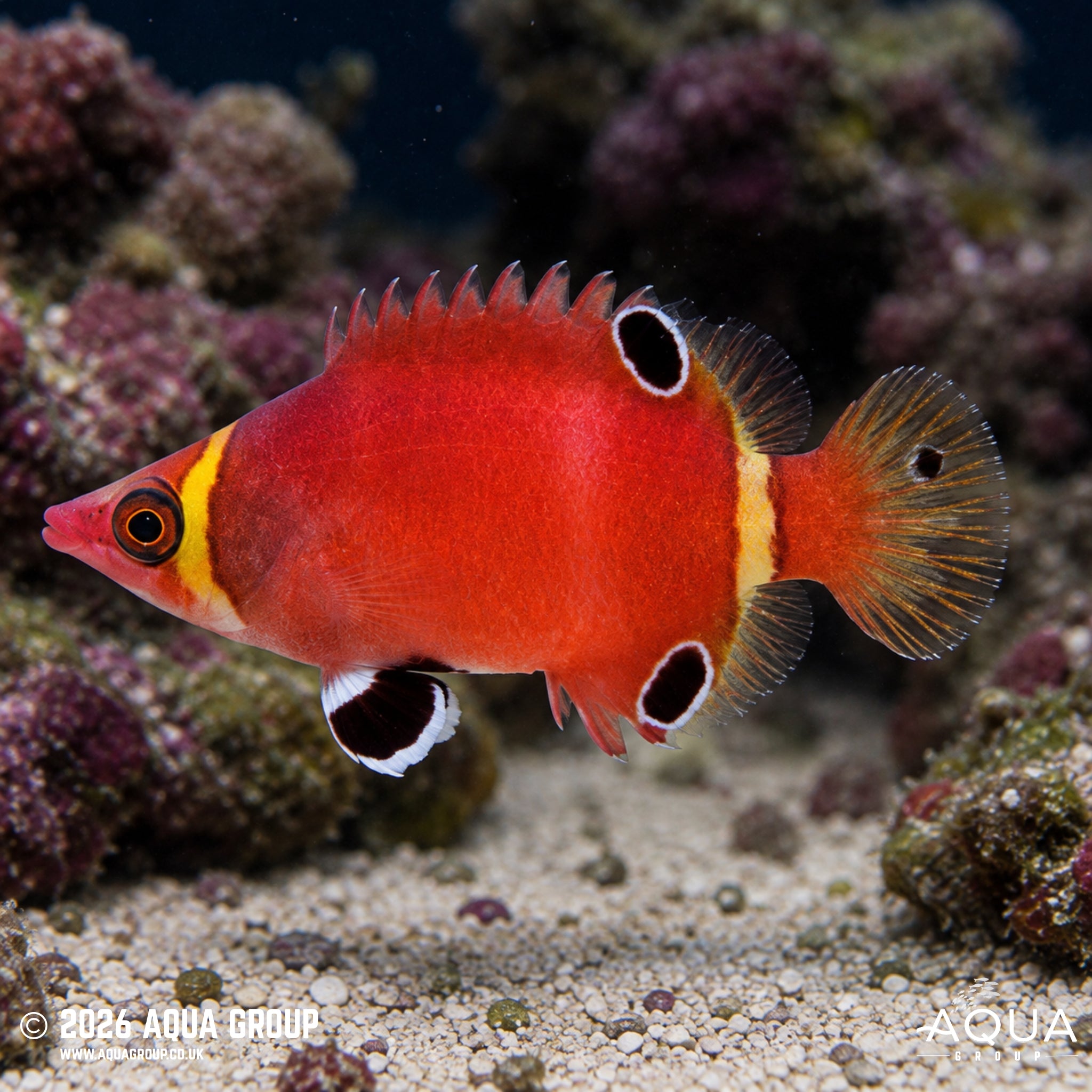 Yellow Banded Possum Wrasse - Wetmorella nigropinnata