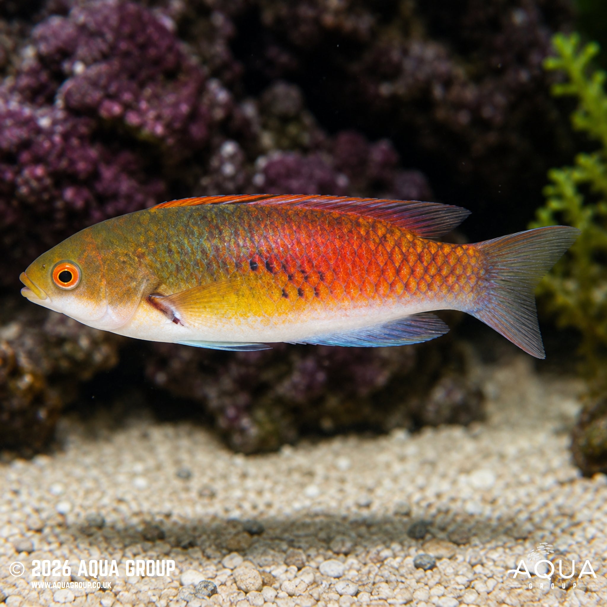 Yellow Flank Fairy Wrasse - Cirrhilabrus ryukyuensis