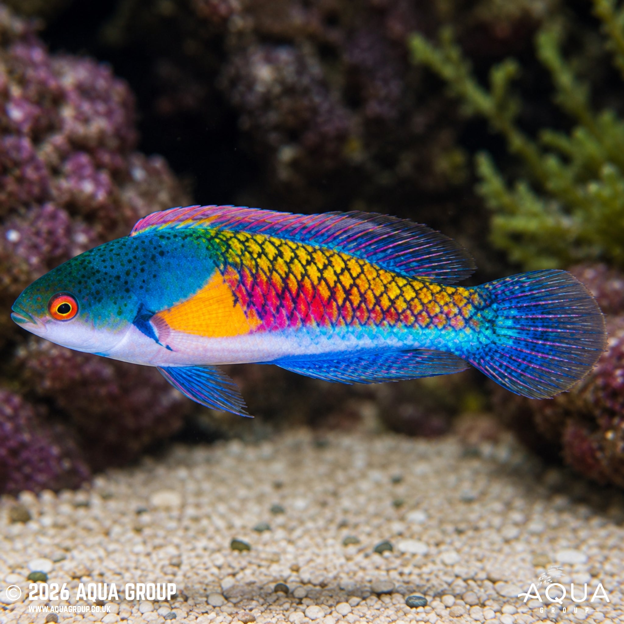 Yellow Flank Fairy Wrasse - Cirrhilabrus ryukyuensis