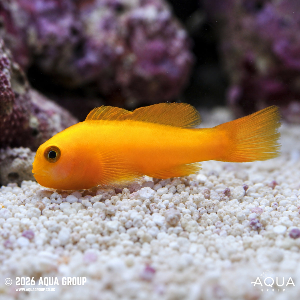Yellow Goby - Gobiodon okinawae