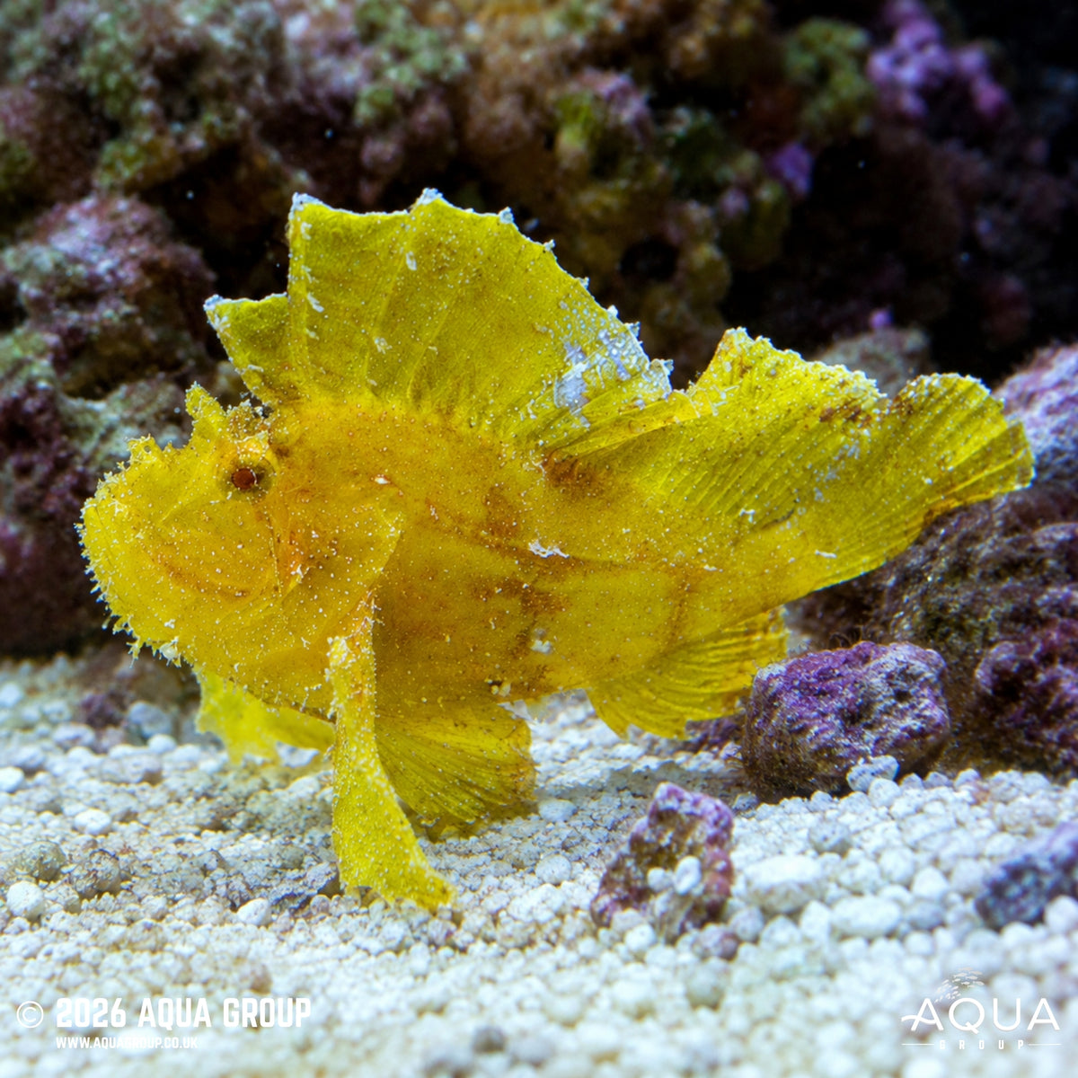 Yellow Leaf Scorpionfish - Taenianotus triacanthus
