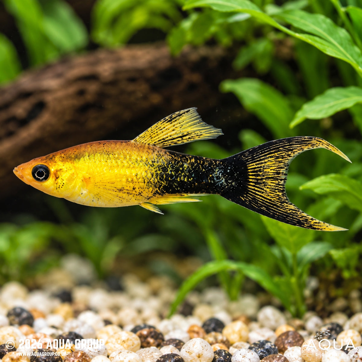 Yellow Panda Lyretail Molly - Poecilia sphenops var.