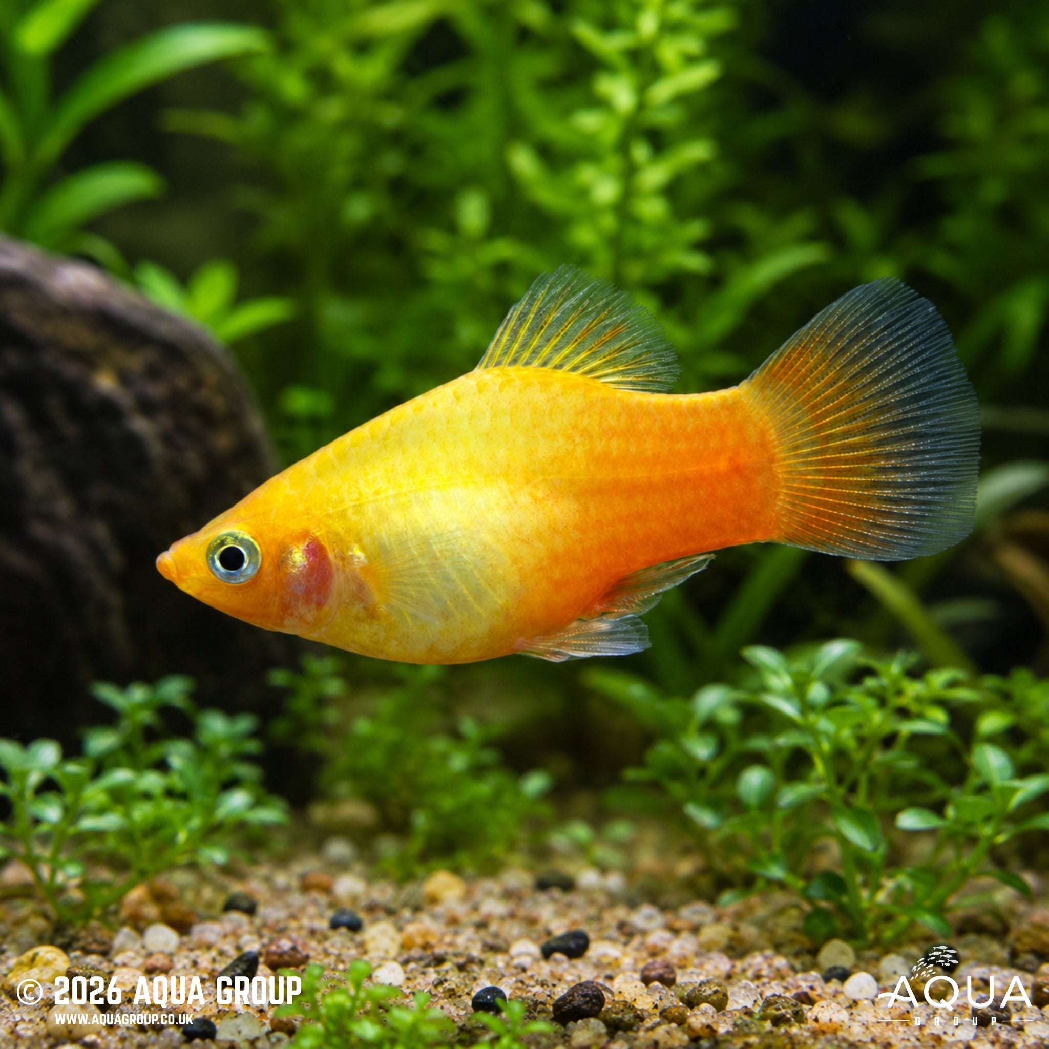 Yellow Platy - Xiphophorus maculatus