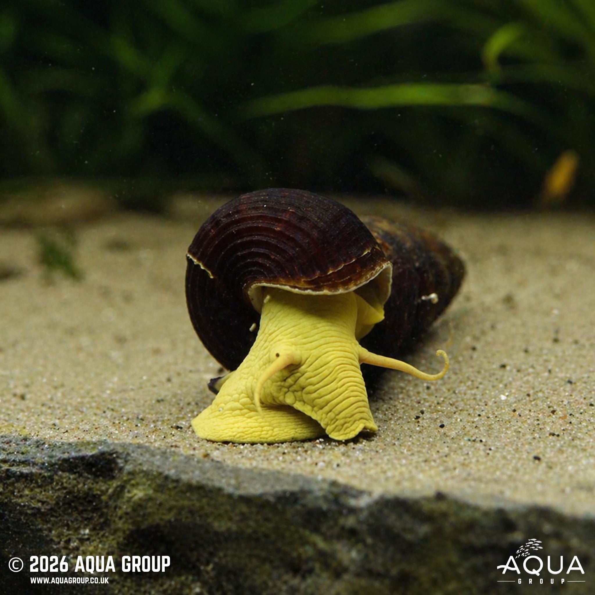 Yellow Poso Rabbit Snail - Tylomelania sarasinorum