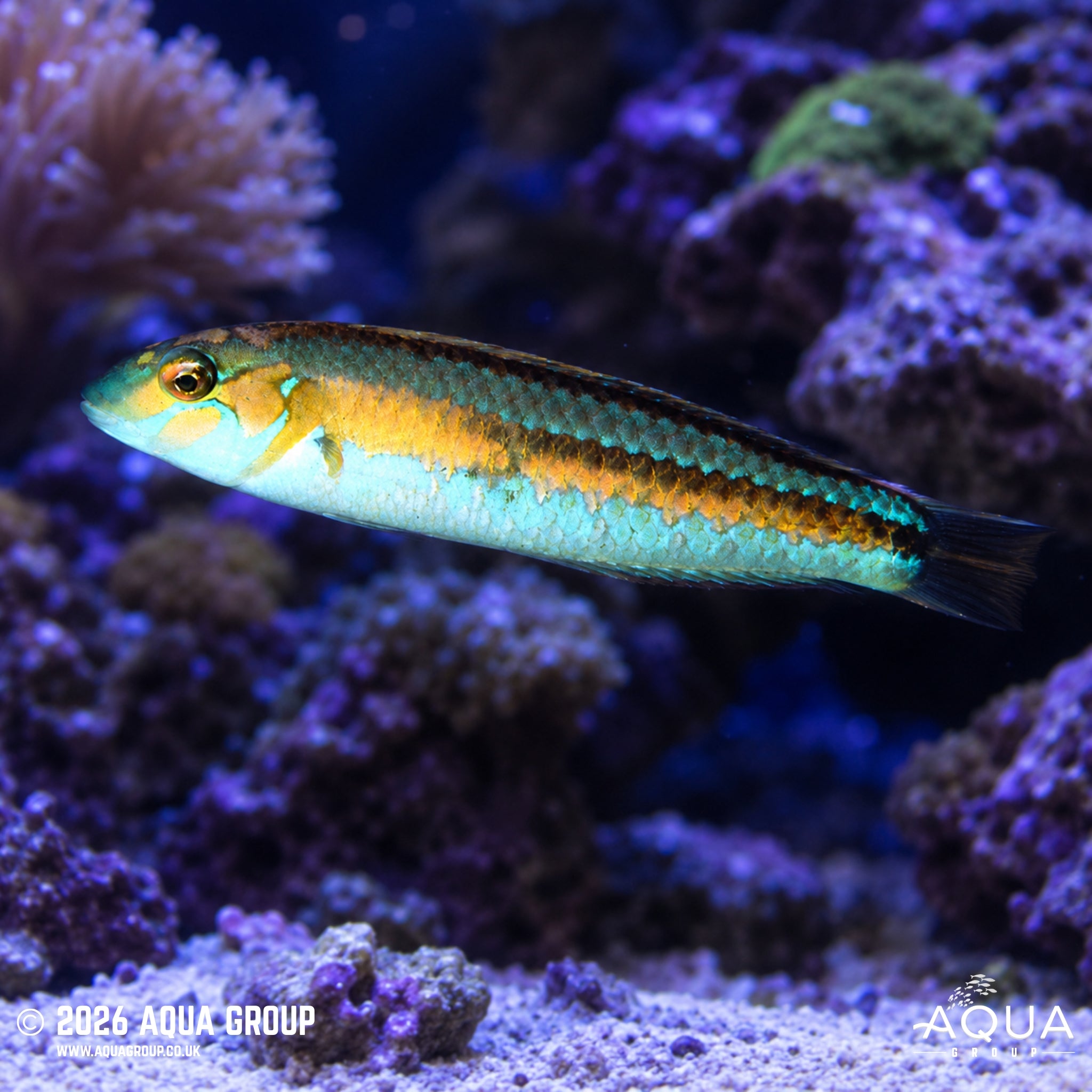 Ochreband Wrasse - Leptojulis chrysotaenia