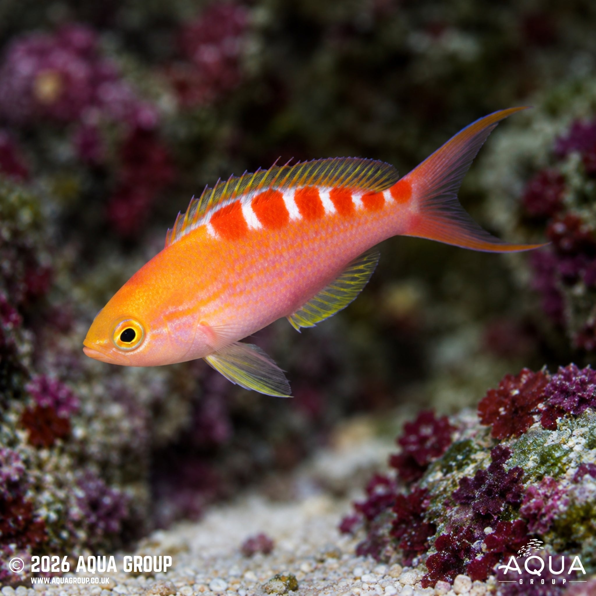 Yellow Spotted Anthias - Pseudanthias flavoguttatus