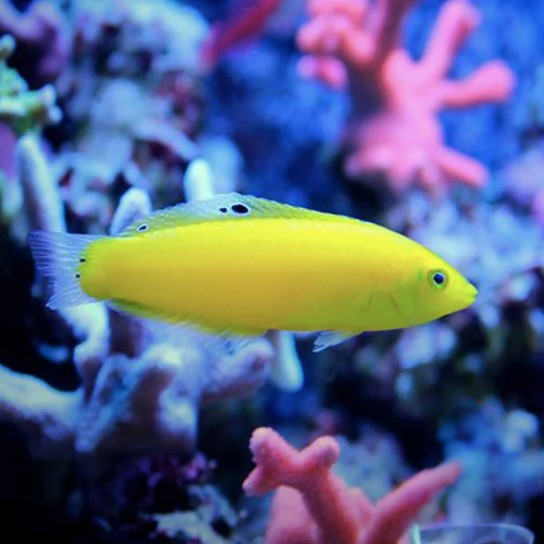 Yellow Wrasse - Coral Sea