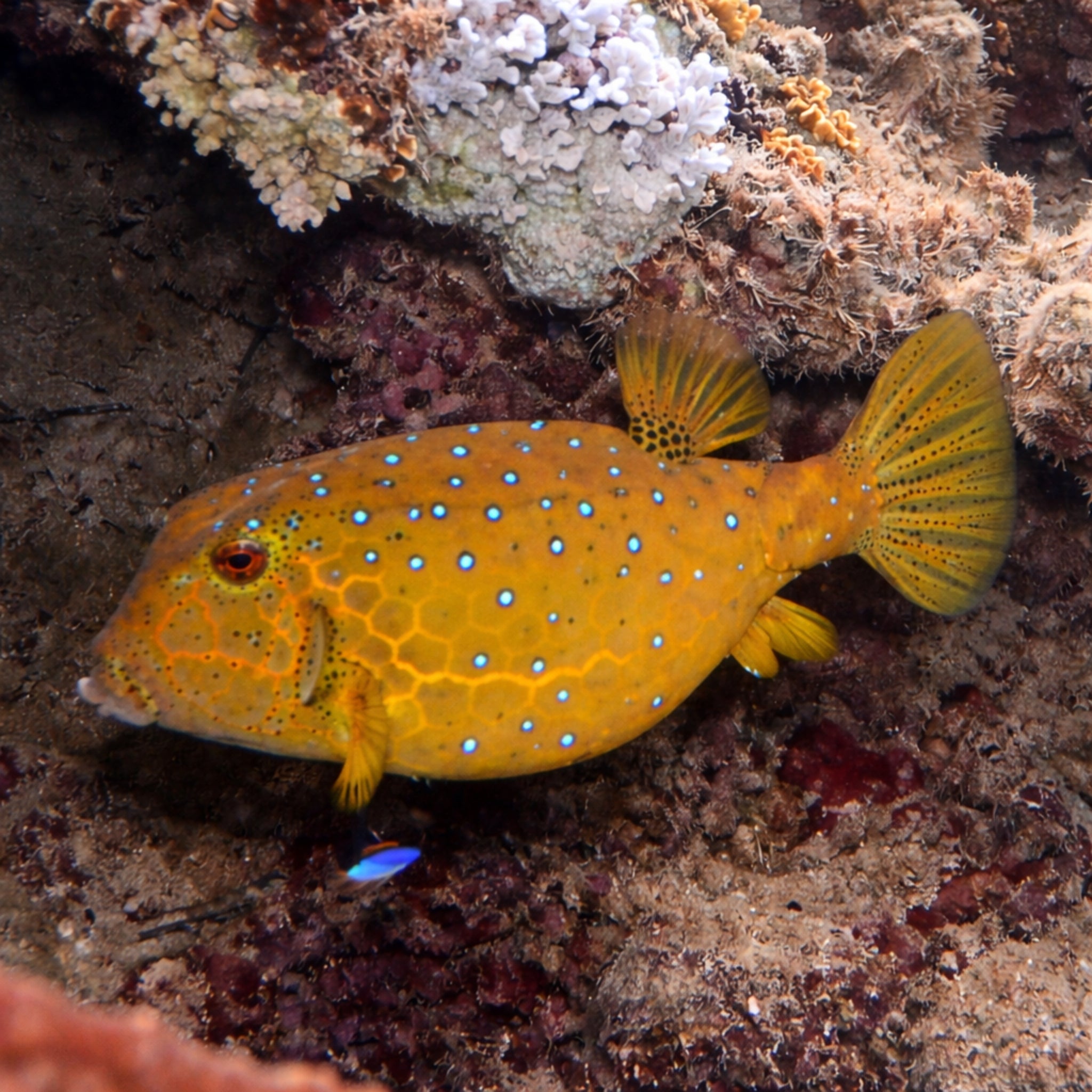 Yellow Boxfish - Ostracion cubicus - Aqua Group