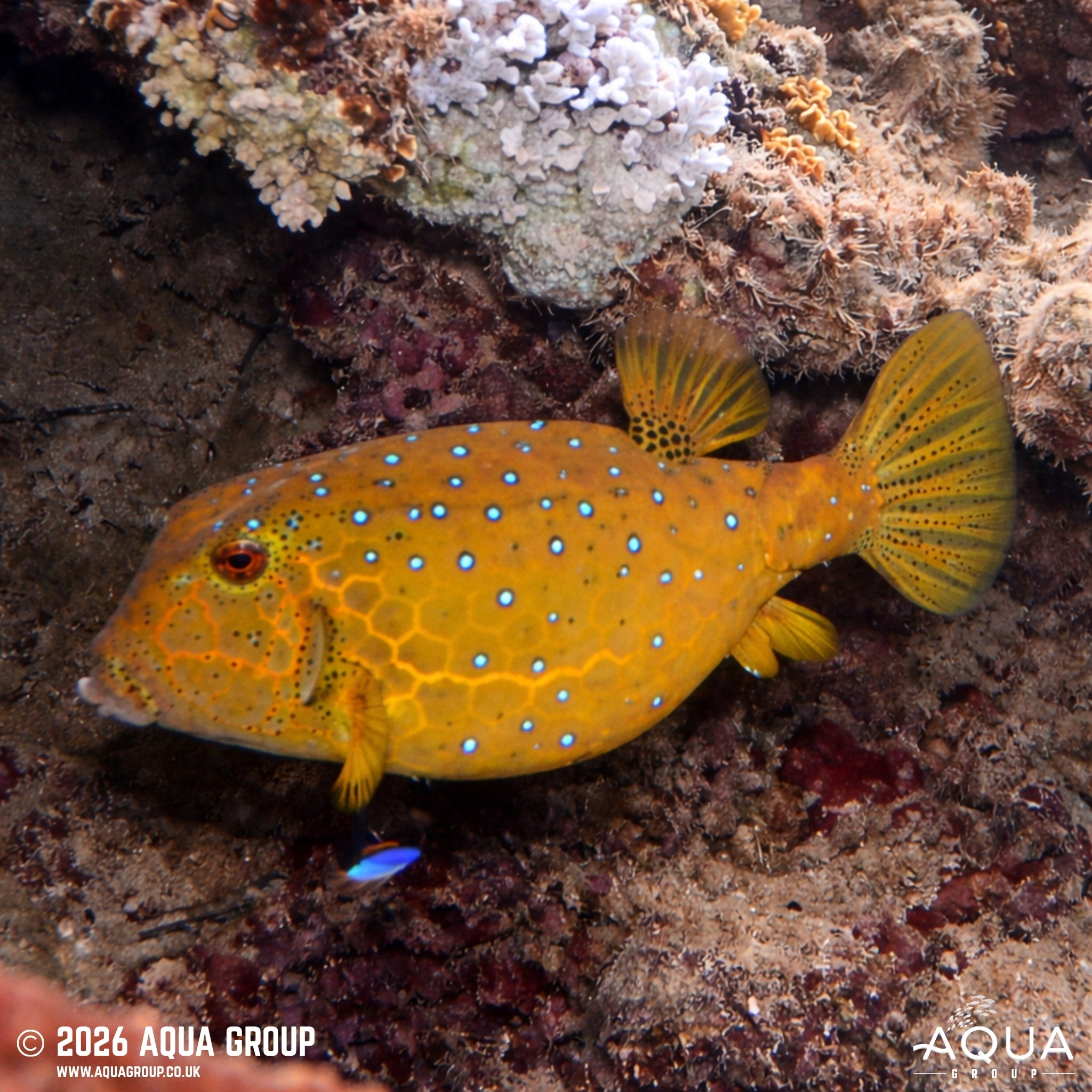 Yellow Boxfish - Ostracion cubicus - Aqua Group