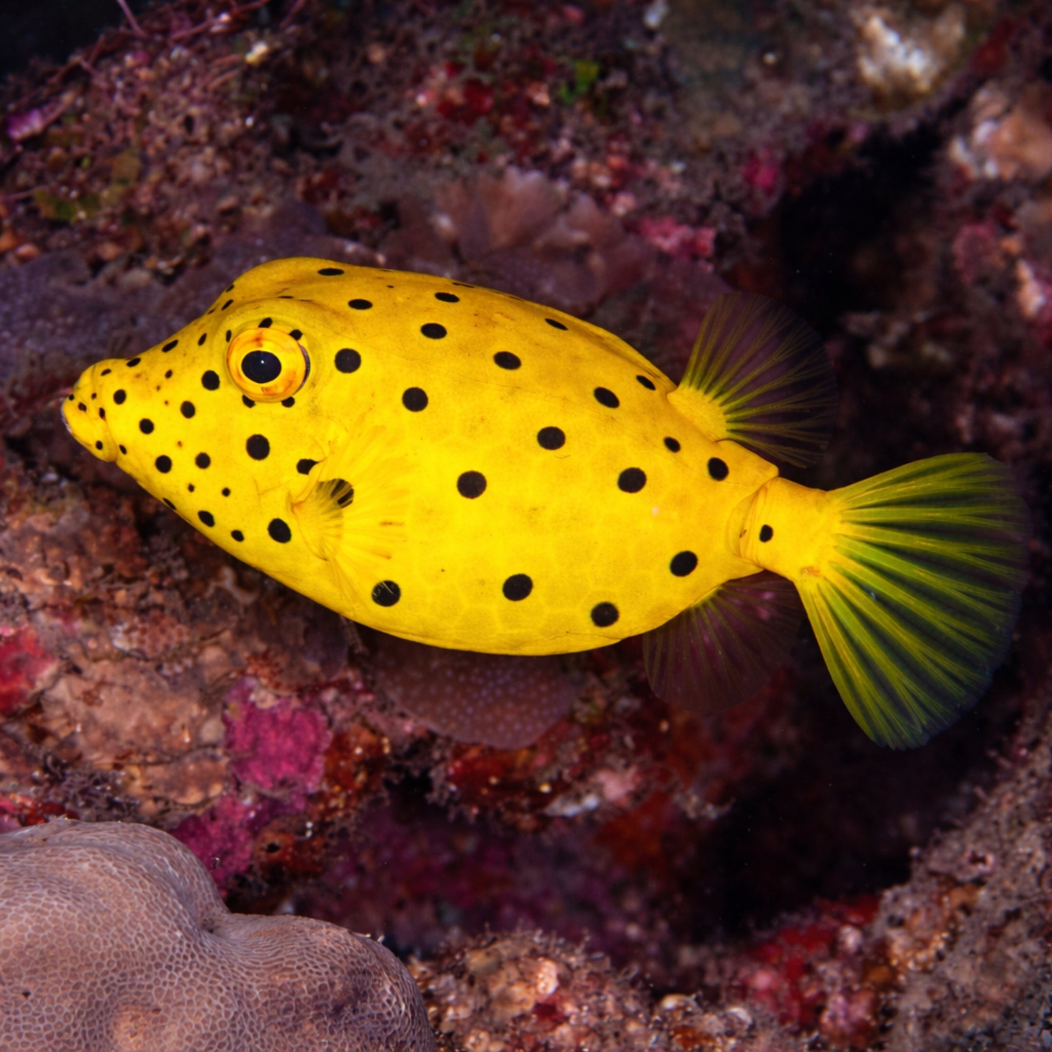 Yellow Boxfish - Ostracion cubicus - Aqua Group