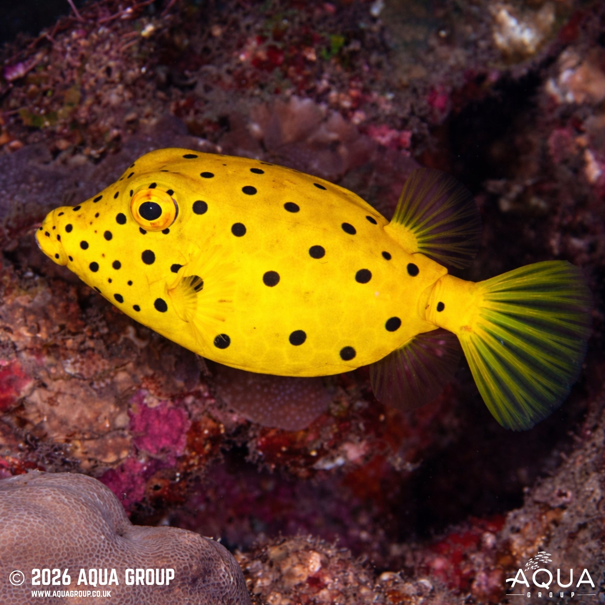 Yellow Boxfish - Ostracion cubicus