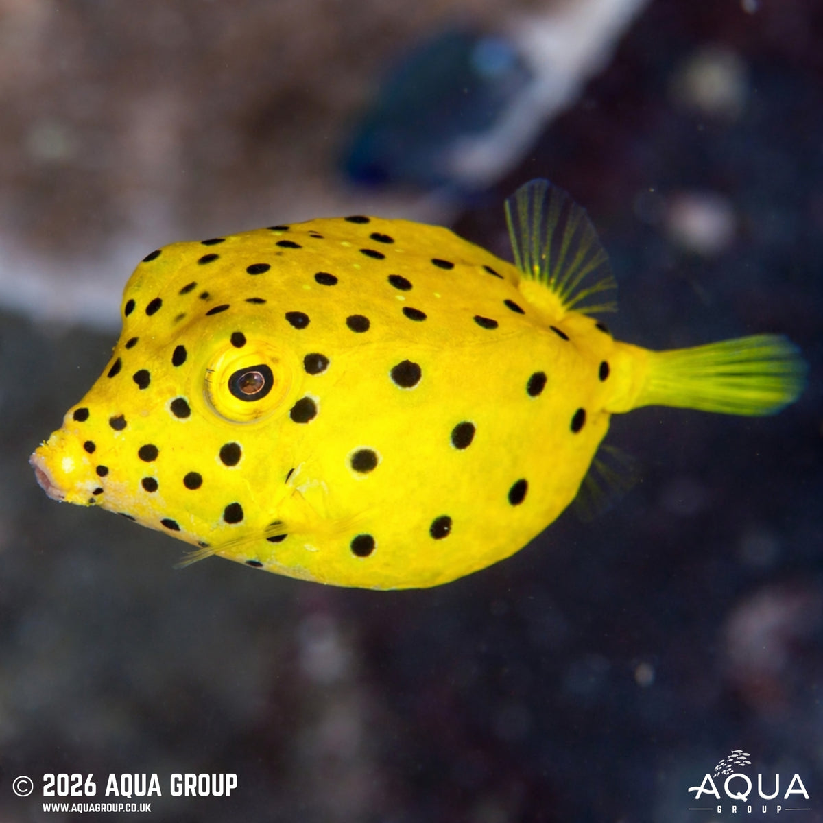 box fish for sale uk Yellow Boxfish Color:Sexy Cracks tools The Baitcaster Spool Puzzle