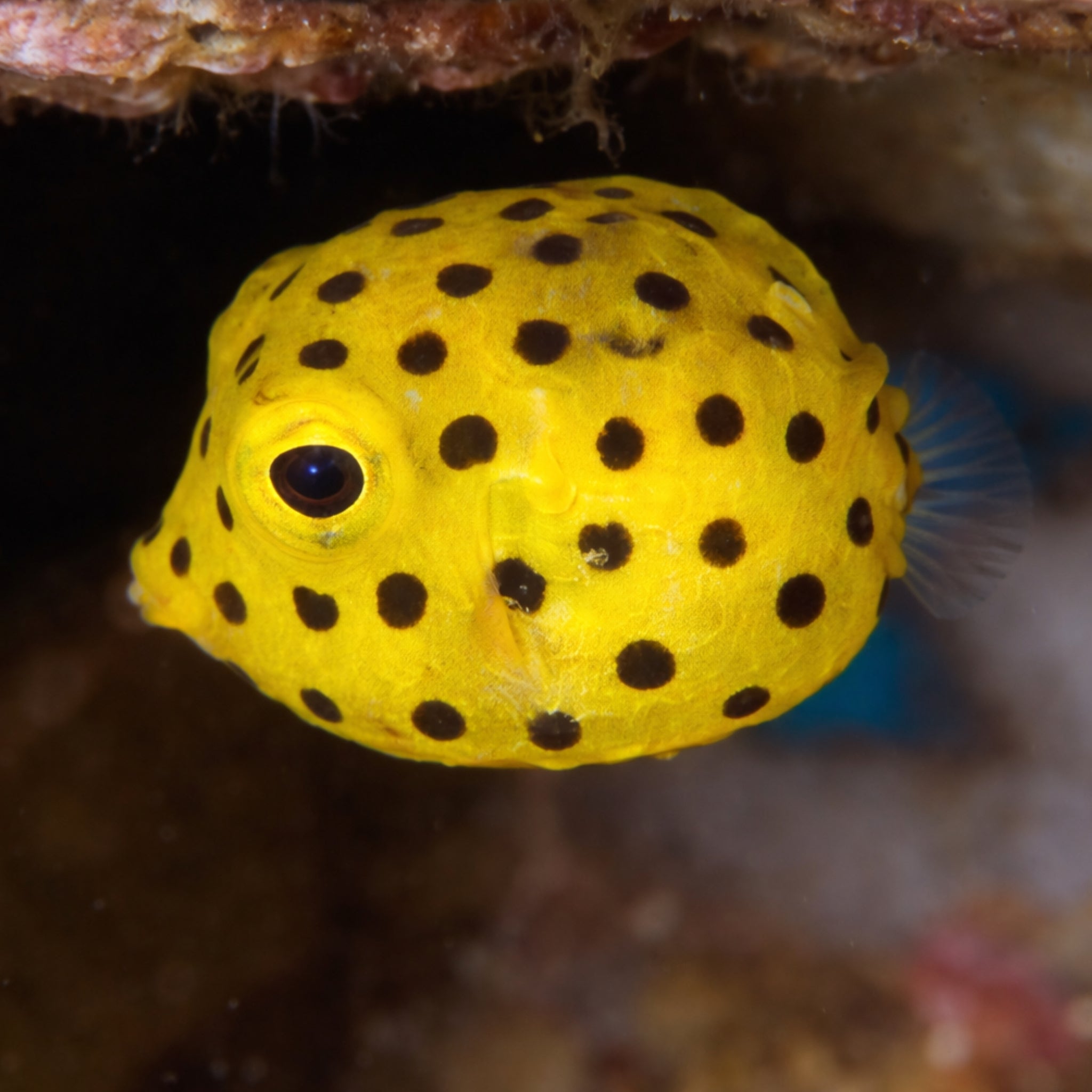 Yellow Boxfish - Ostracion cubicus - Aqua Group