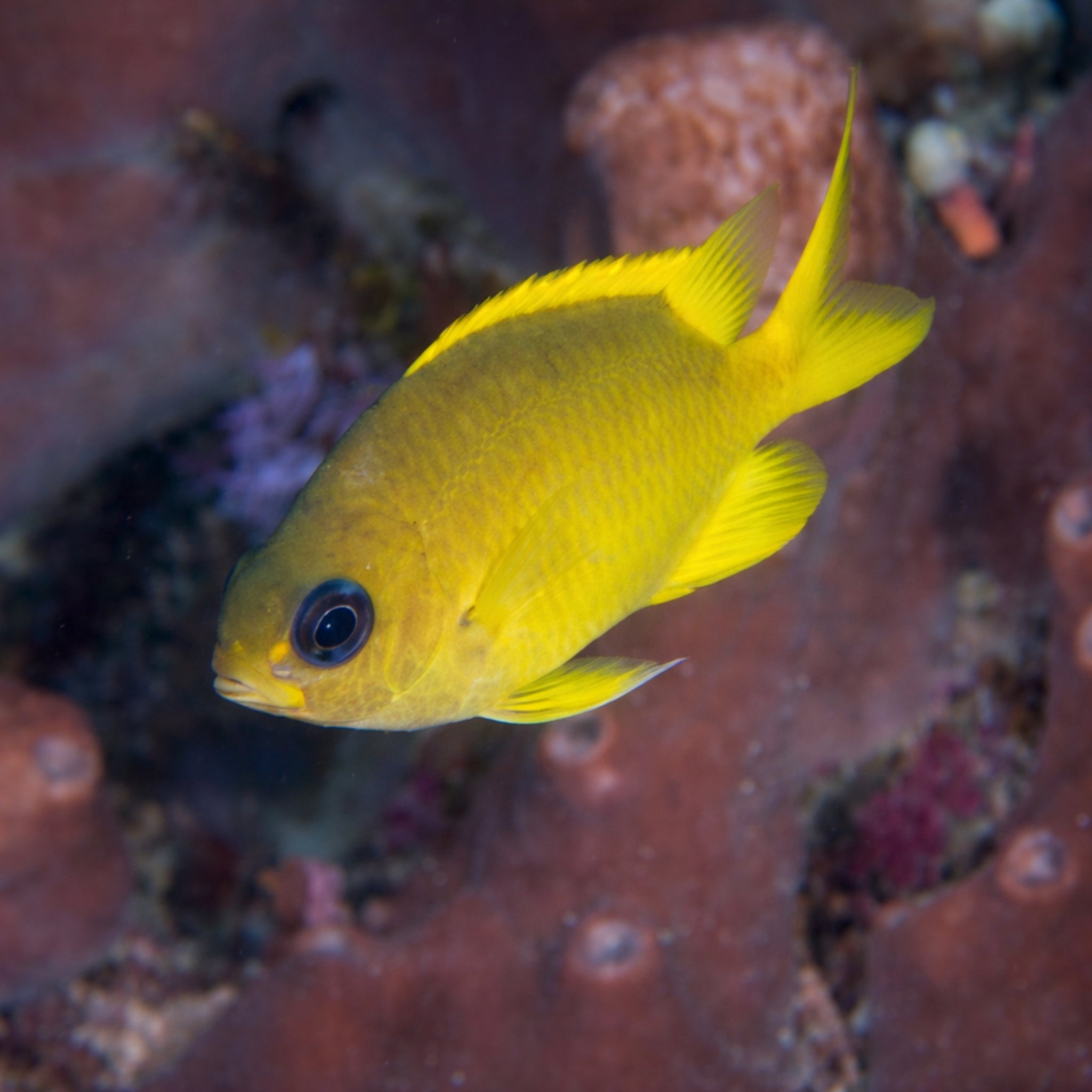 Yellow Chromis - Chromis analis