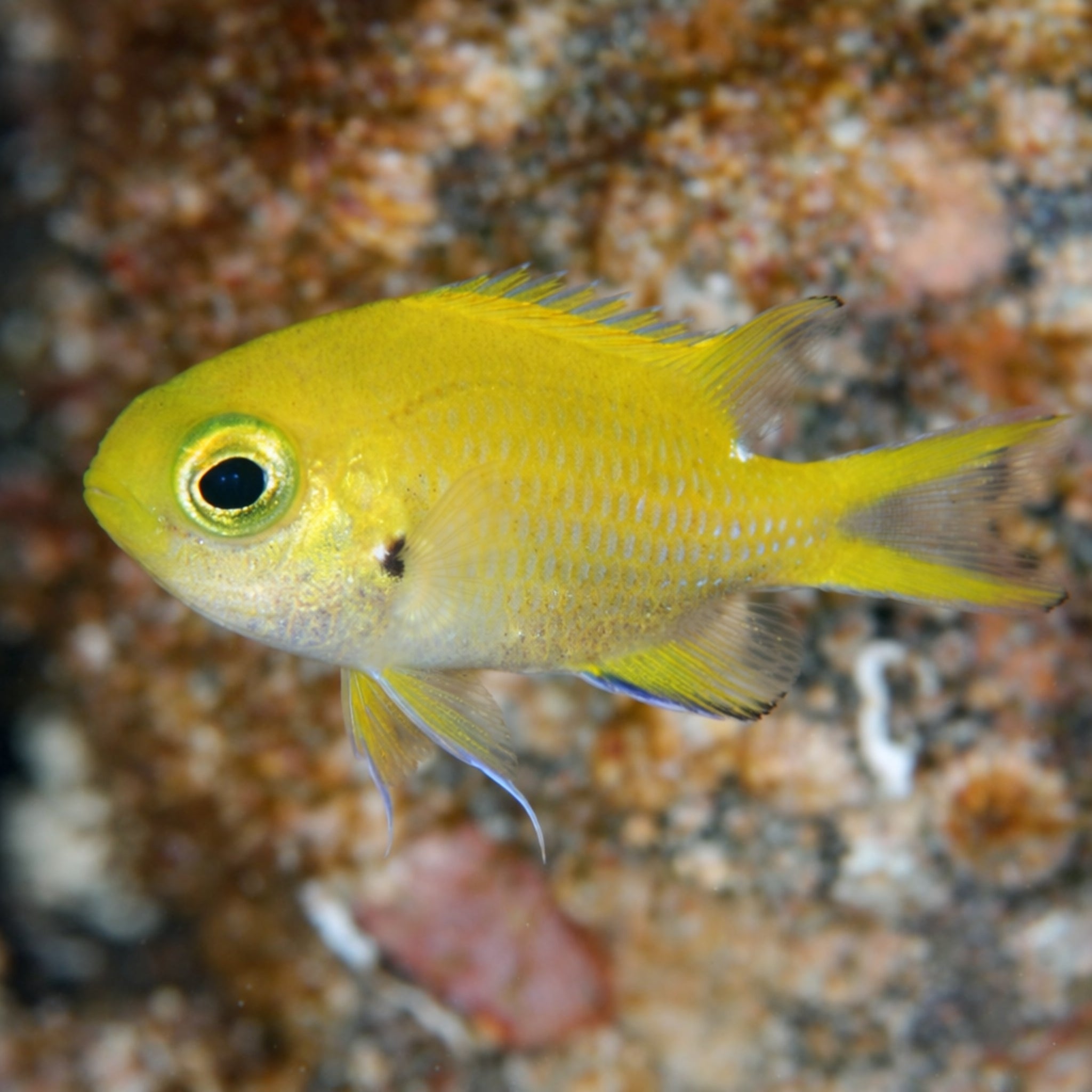 Yellow Chromis - Chromis analis - Aqua Group