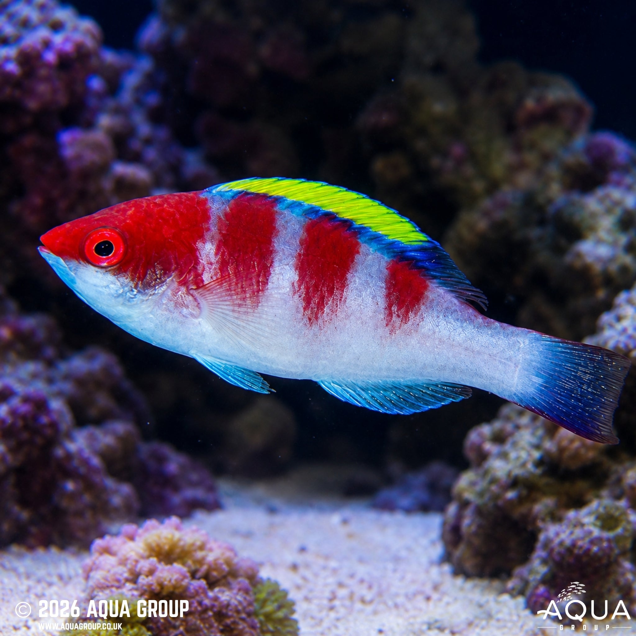 Yellow Fin Fairy Wrasse - Cirrhilabrus flavidorsalis