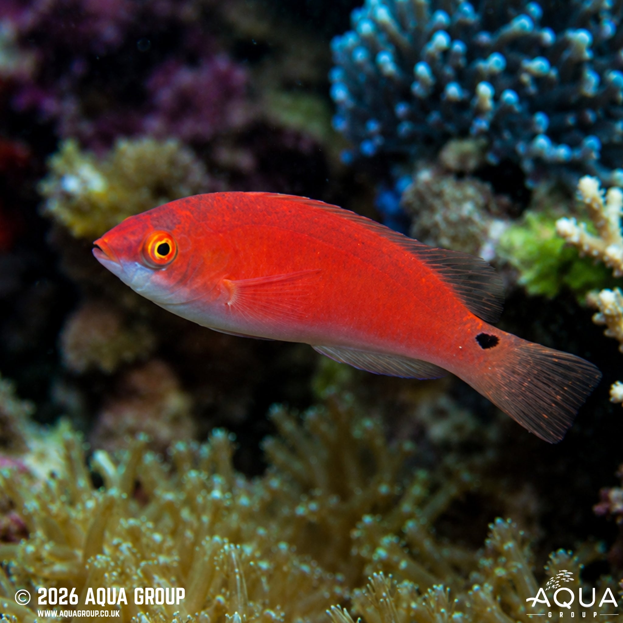 Yellow Fin Fairy Wrasse - Cirrhilabrus flavidorsalis