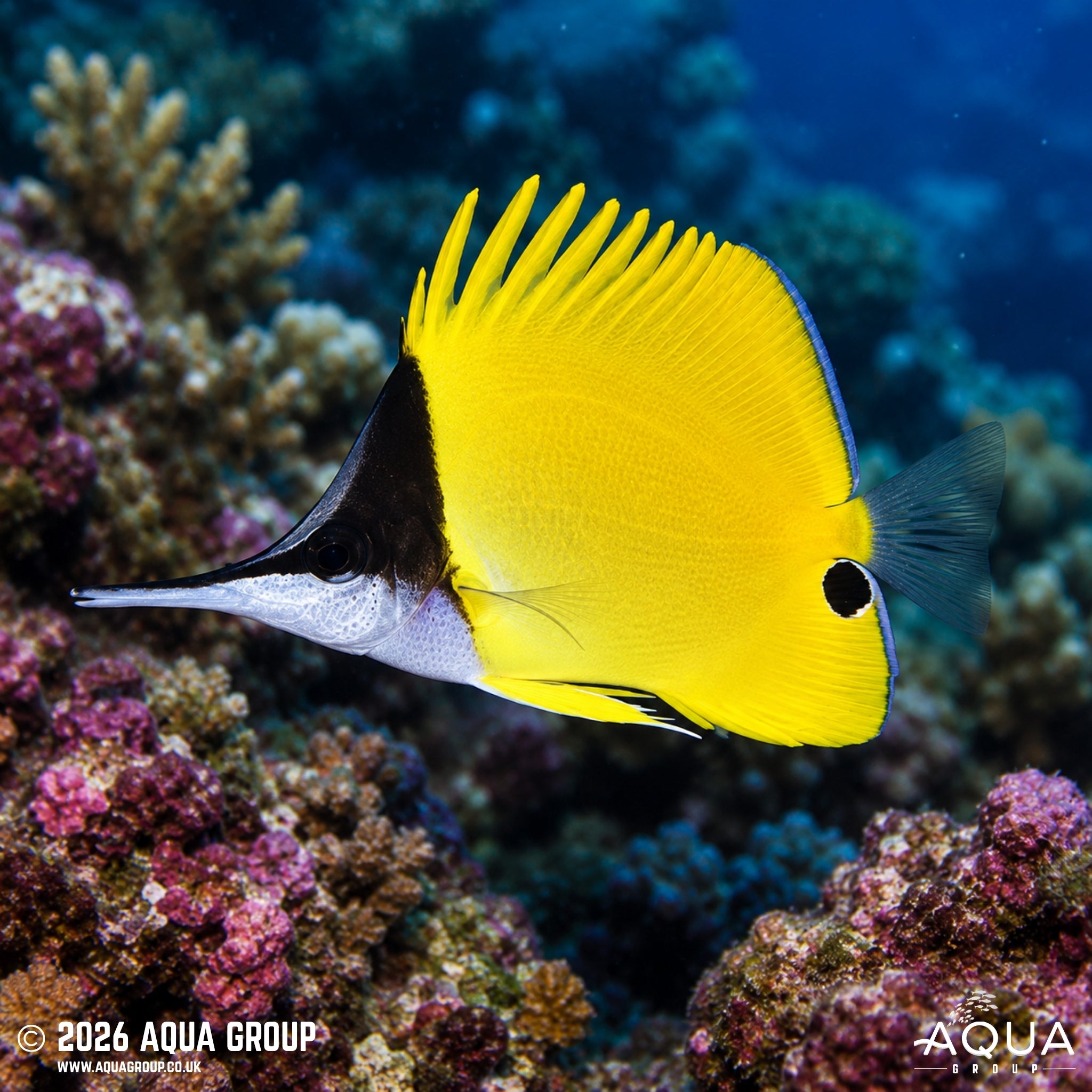 Yellow Longnose Butterfly - Forcipiger longirostris