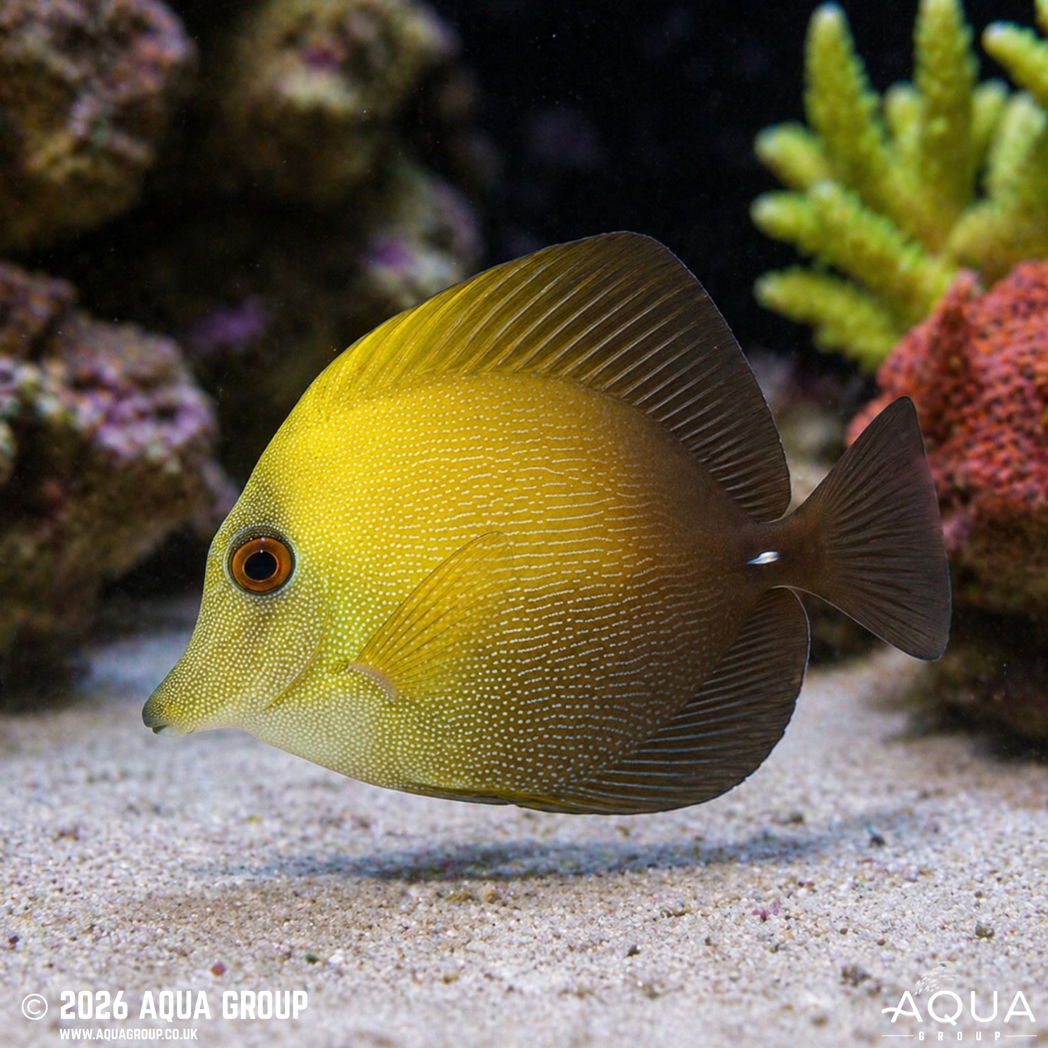 Yellow Scopas Tang - Zebrasoma scopas