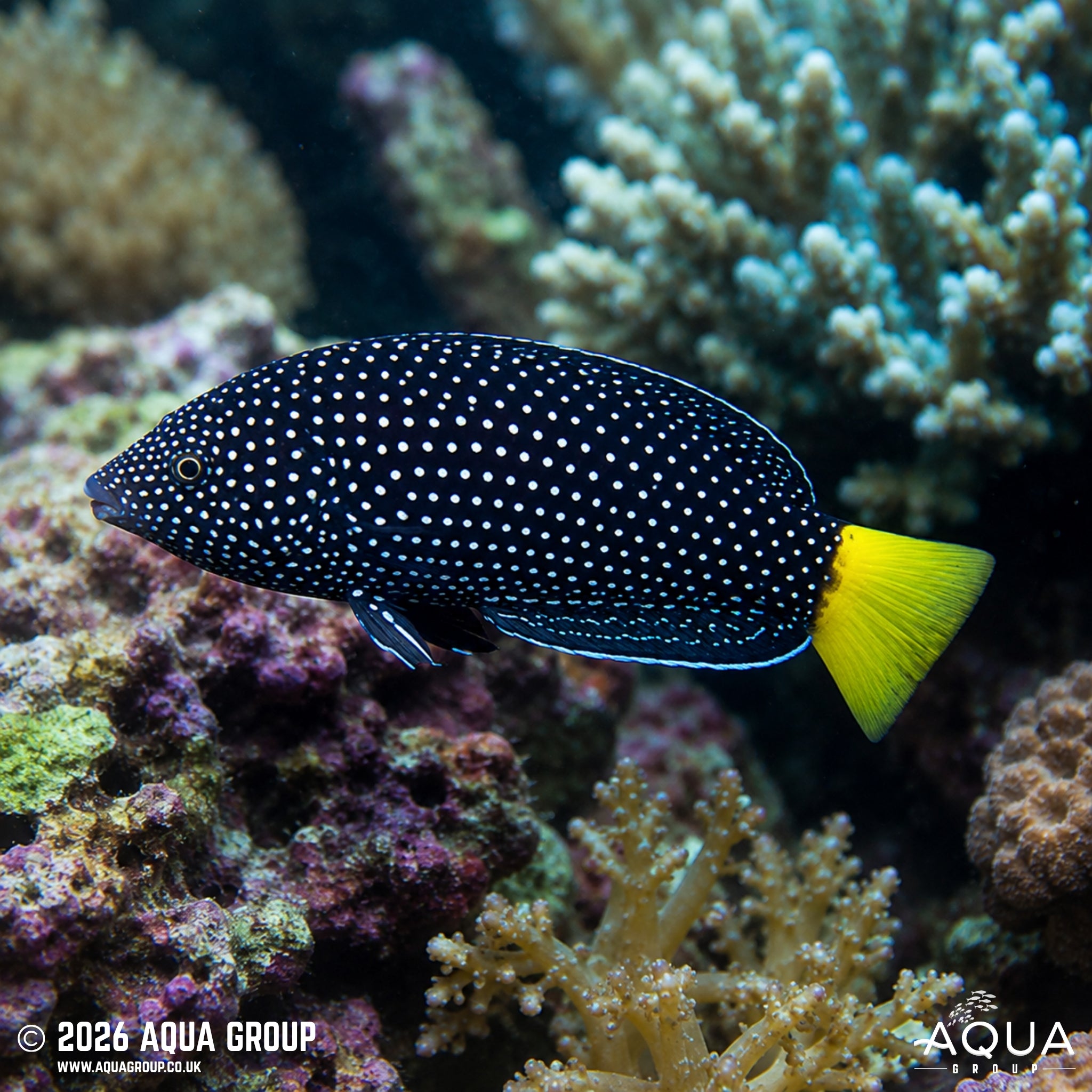 Yellow Tail Tamarin Wrasse - Anampses meleagrides - Aqua Group