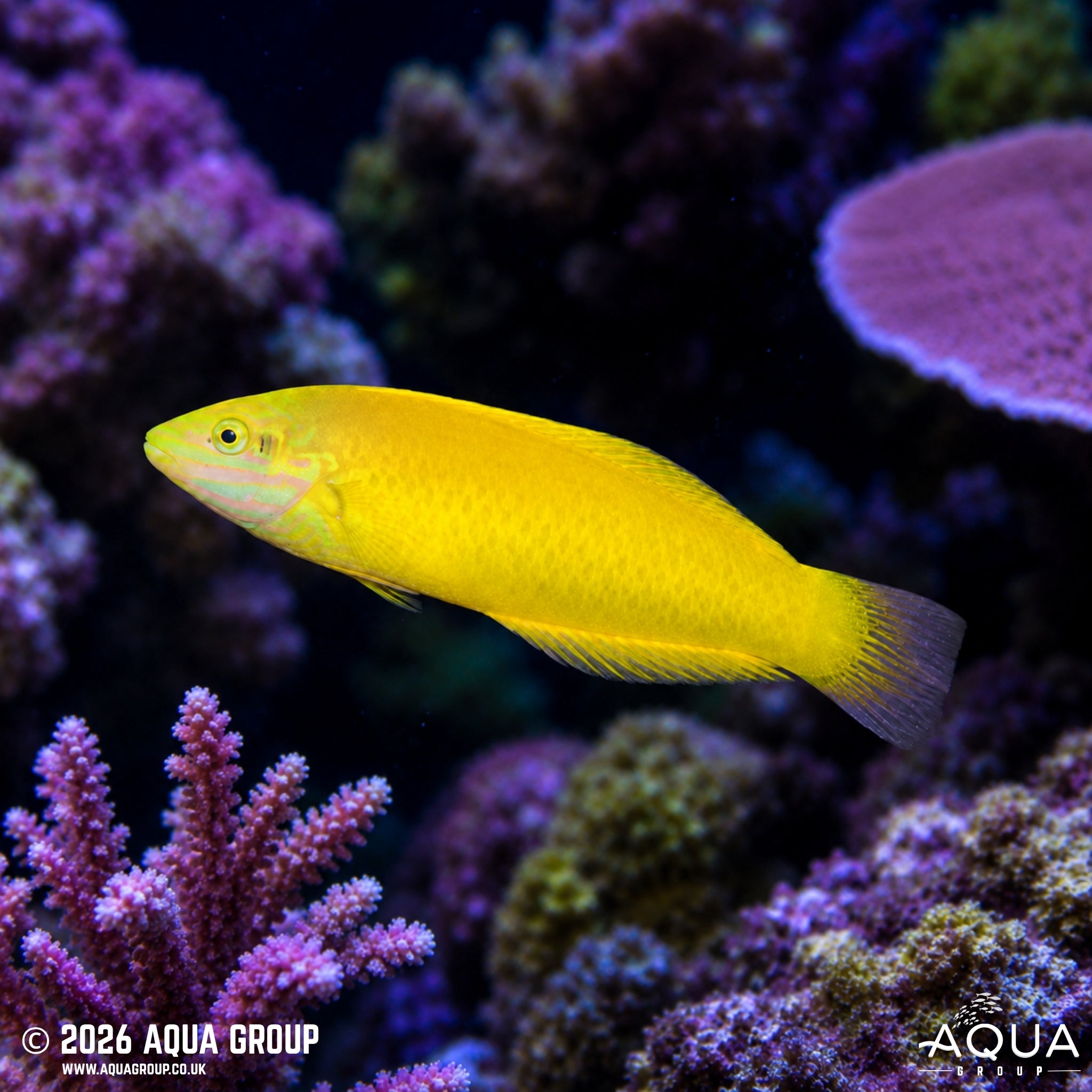 Yellow Wrasse - Halichoeres chrysus - Aqua Group