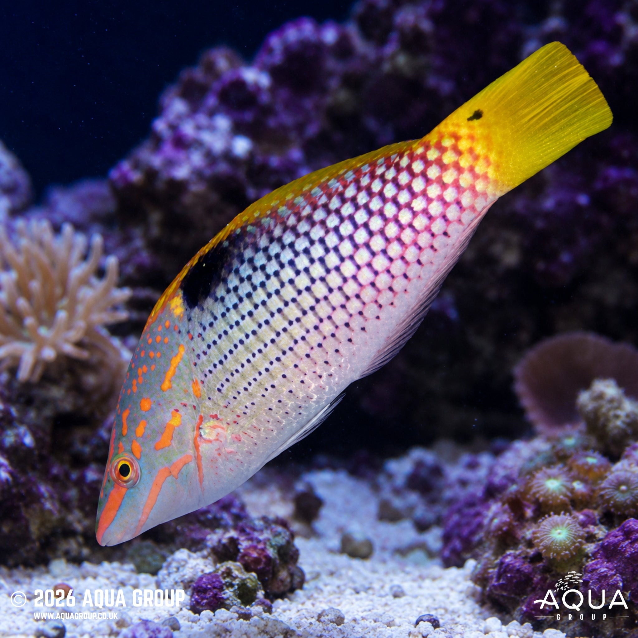 Yellowtail Checkerboard Wrasse - Halichoeres hortulanus