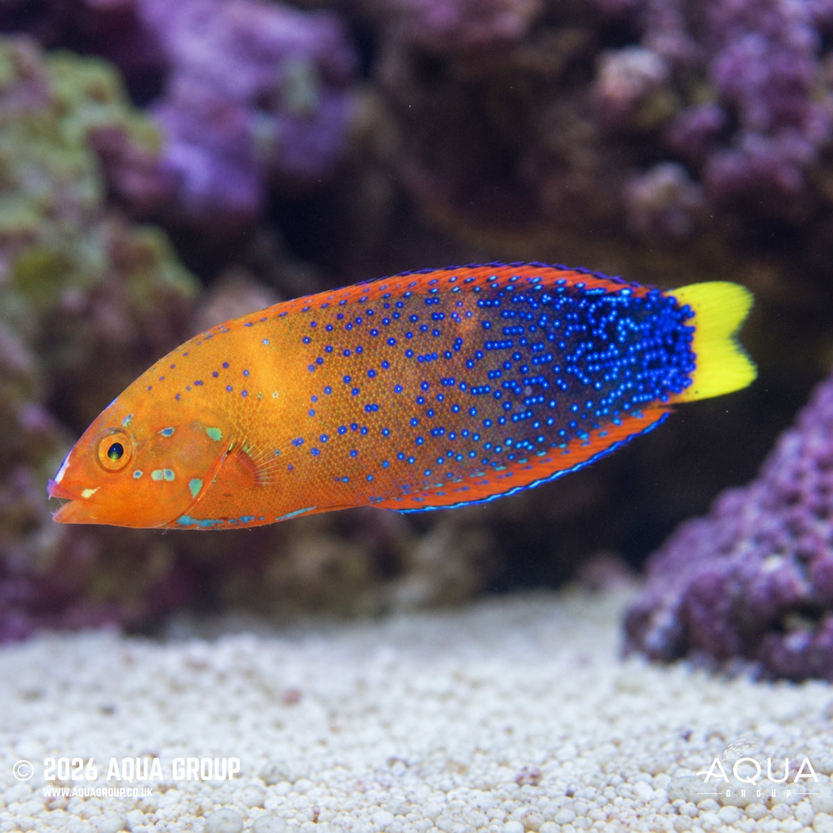 Yellowtail Coris - Coris gaimard