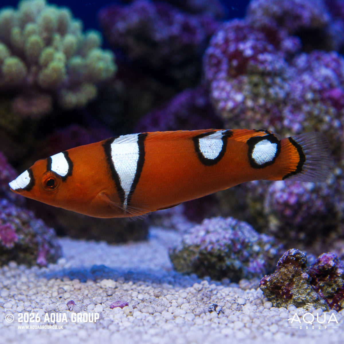 Yellowtail Coris - Coris gaimard