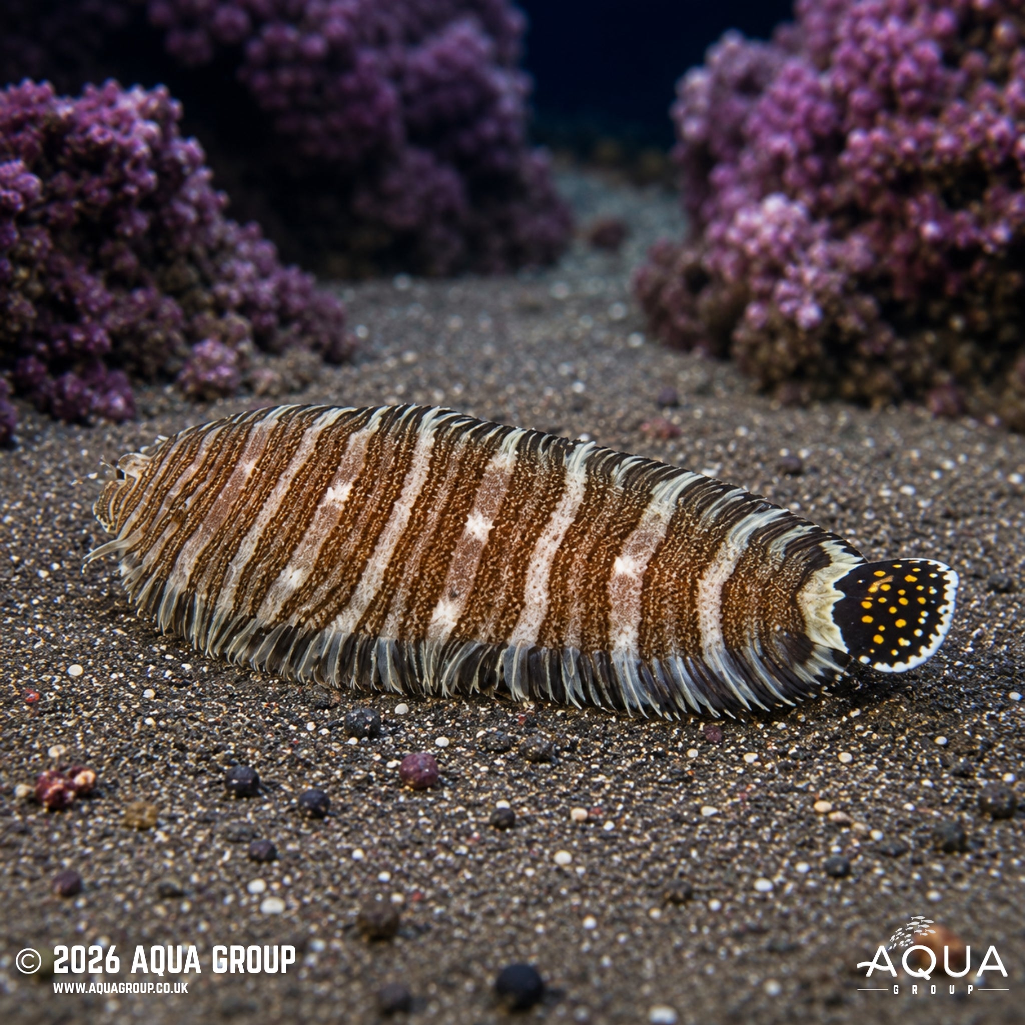 Zebra Sole - Zebrias zebra