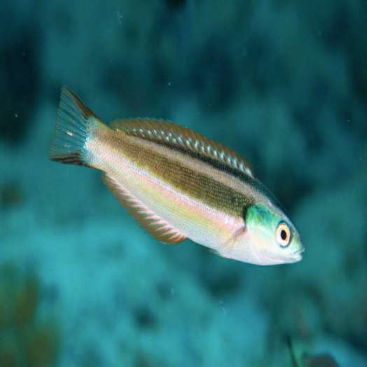 Zebra Wrasse