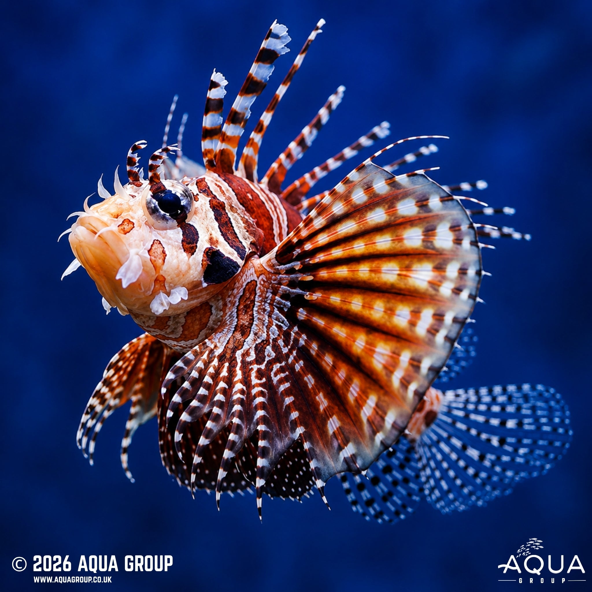 Zebra Lionfish - Dendrochirus zebra