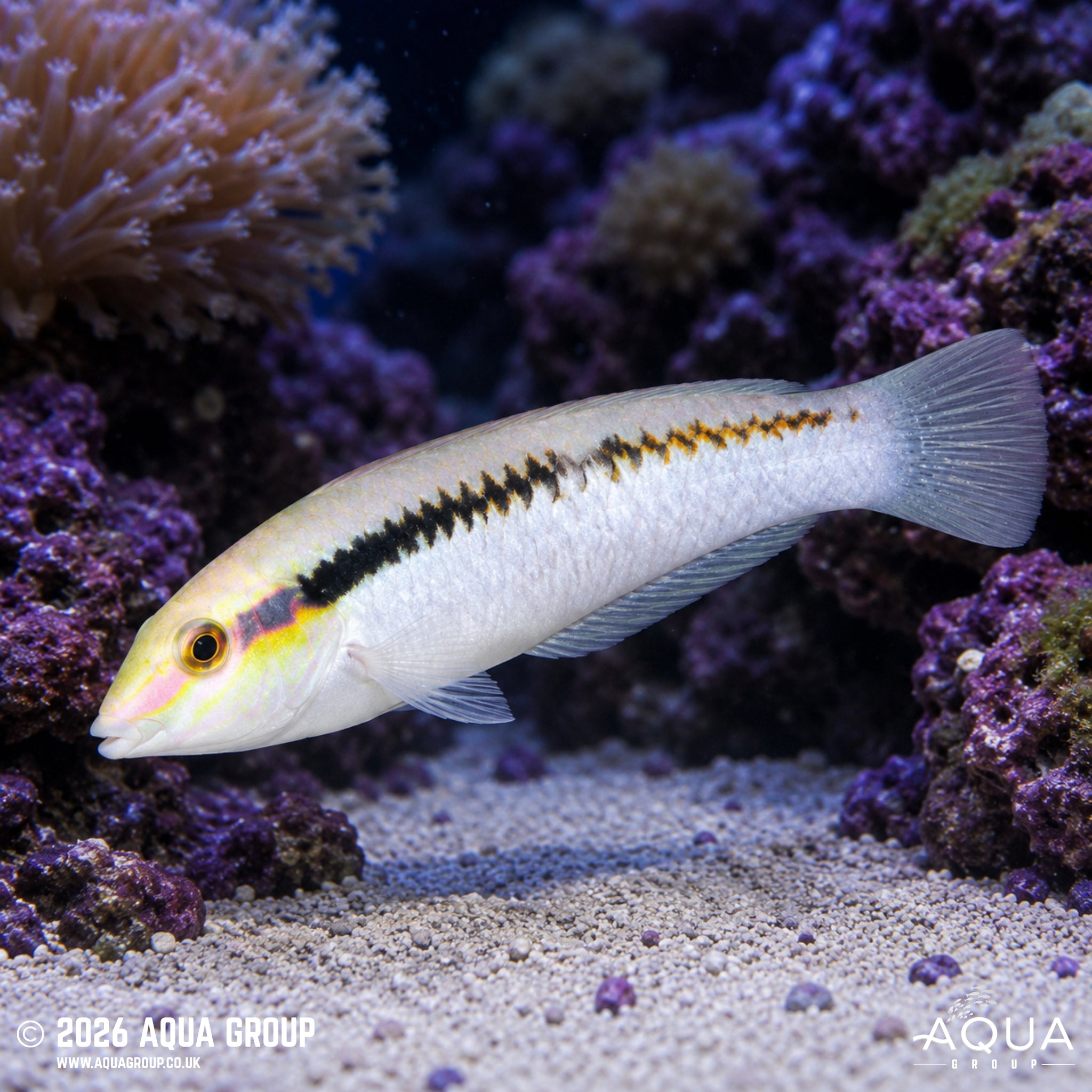 Zigzag Wrasse - Halichoeres scapularis