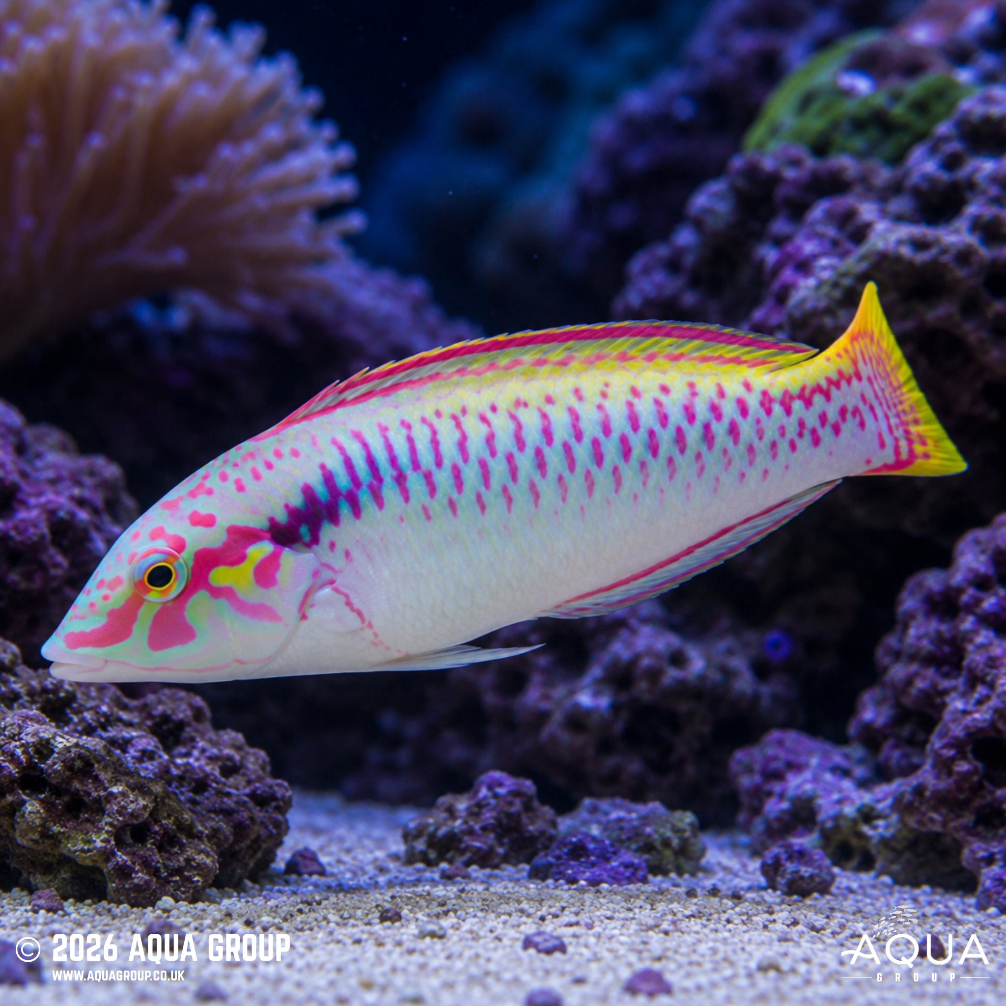Zigzag Wrasse - Halichoeres scapularis