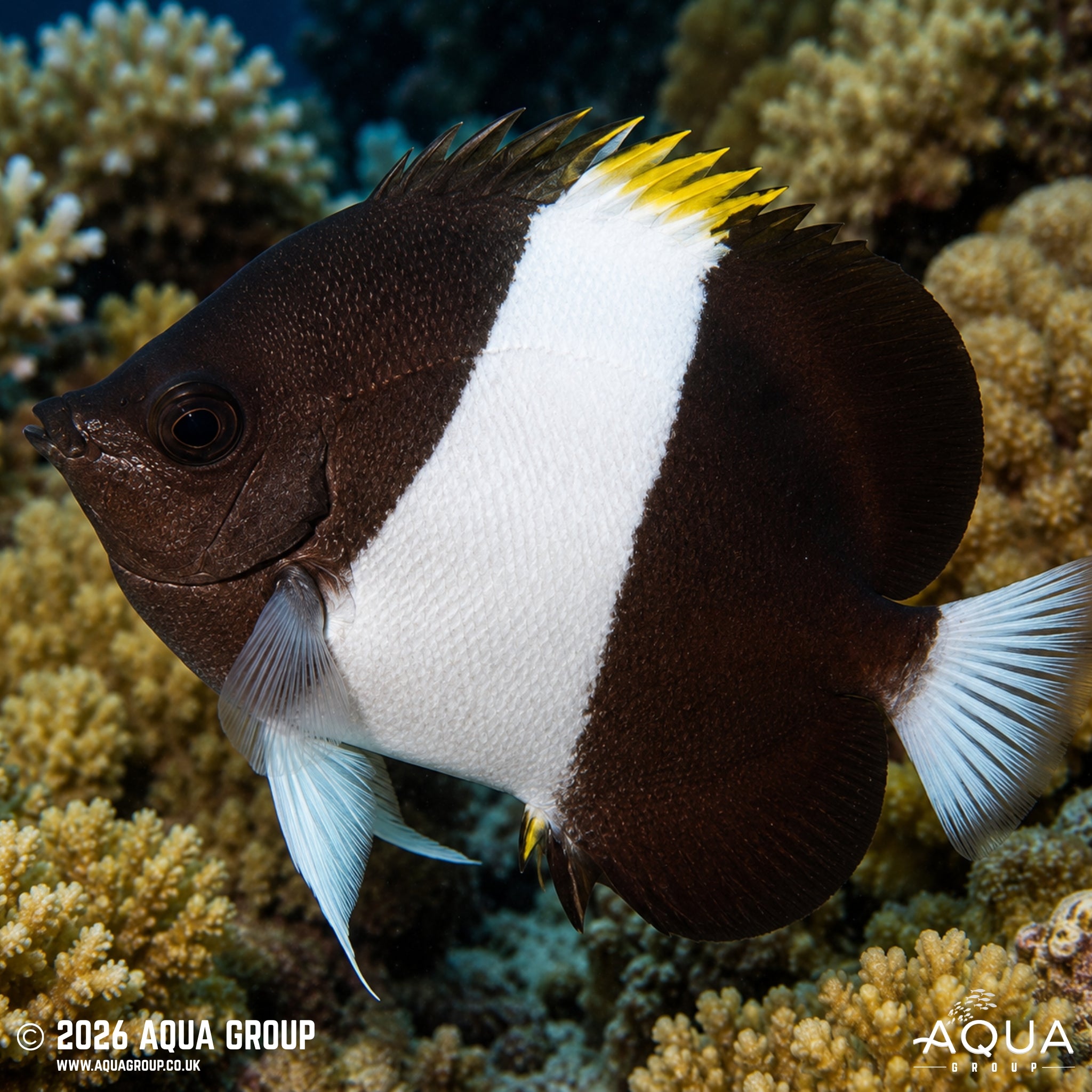 Zoster Butterfly - Hemitaurichthys zoster