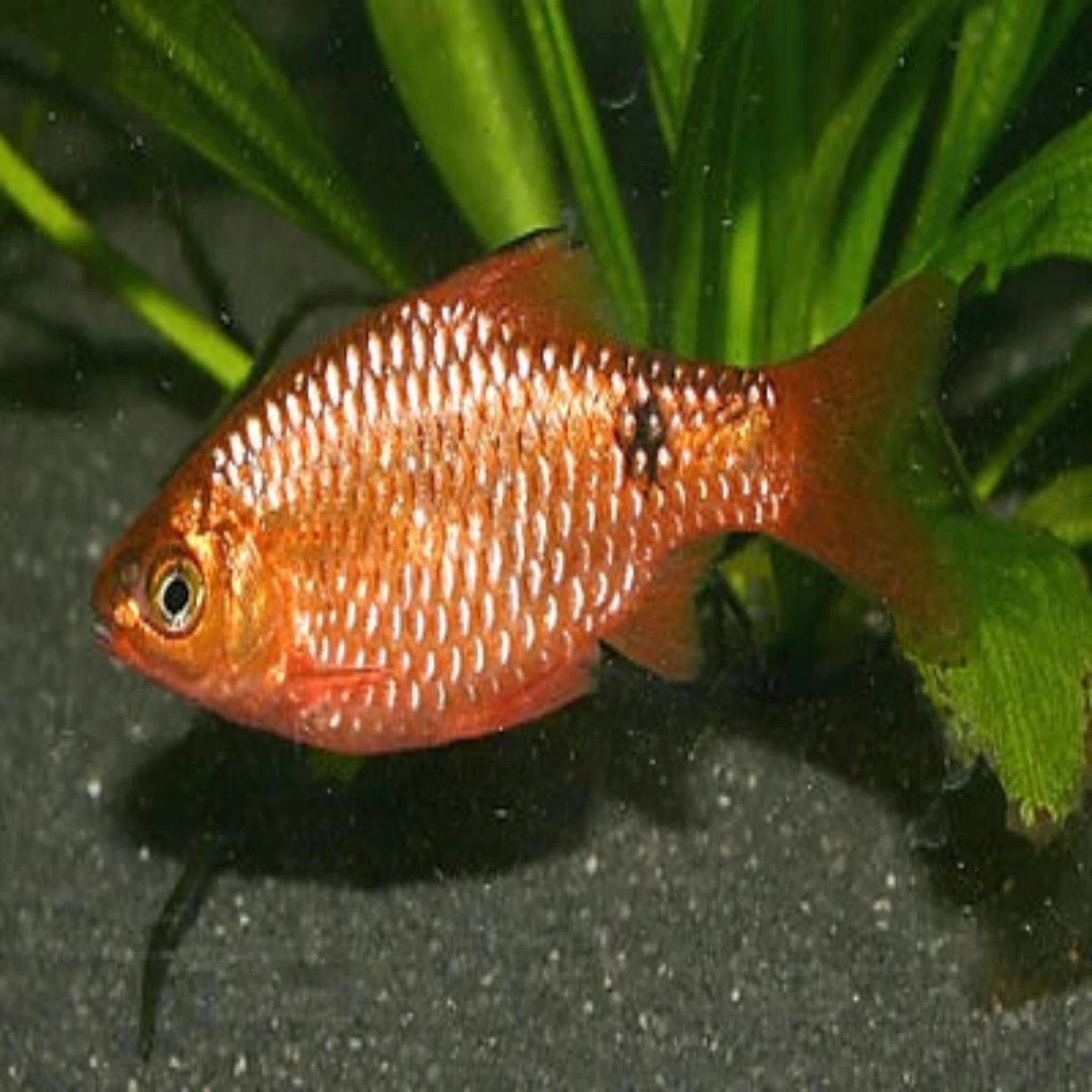 Black Fin Rosy Barb