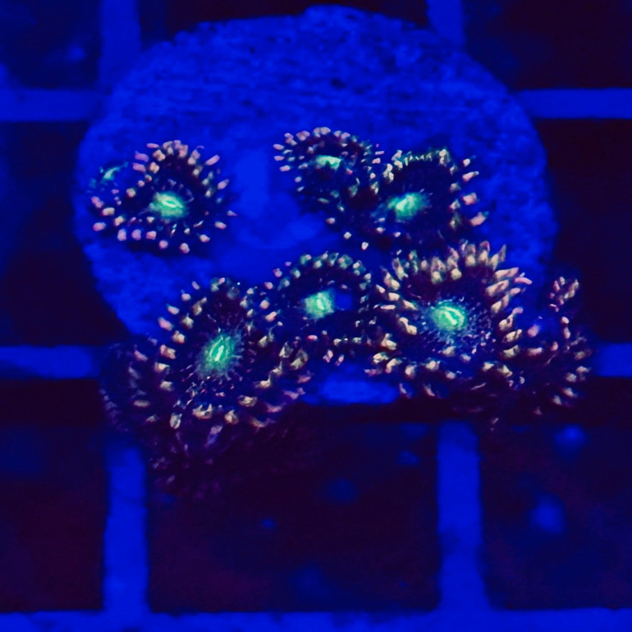 Bozo's Birthday Zoas