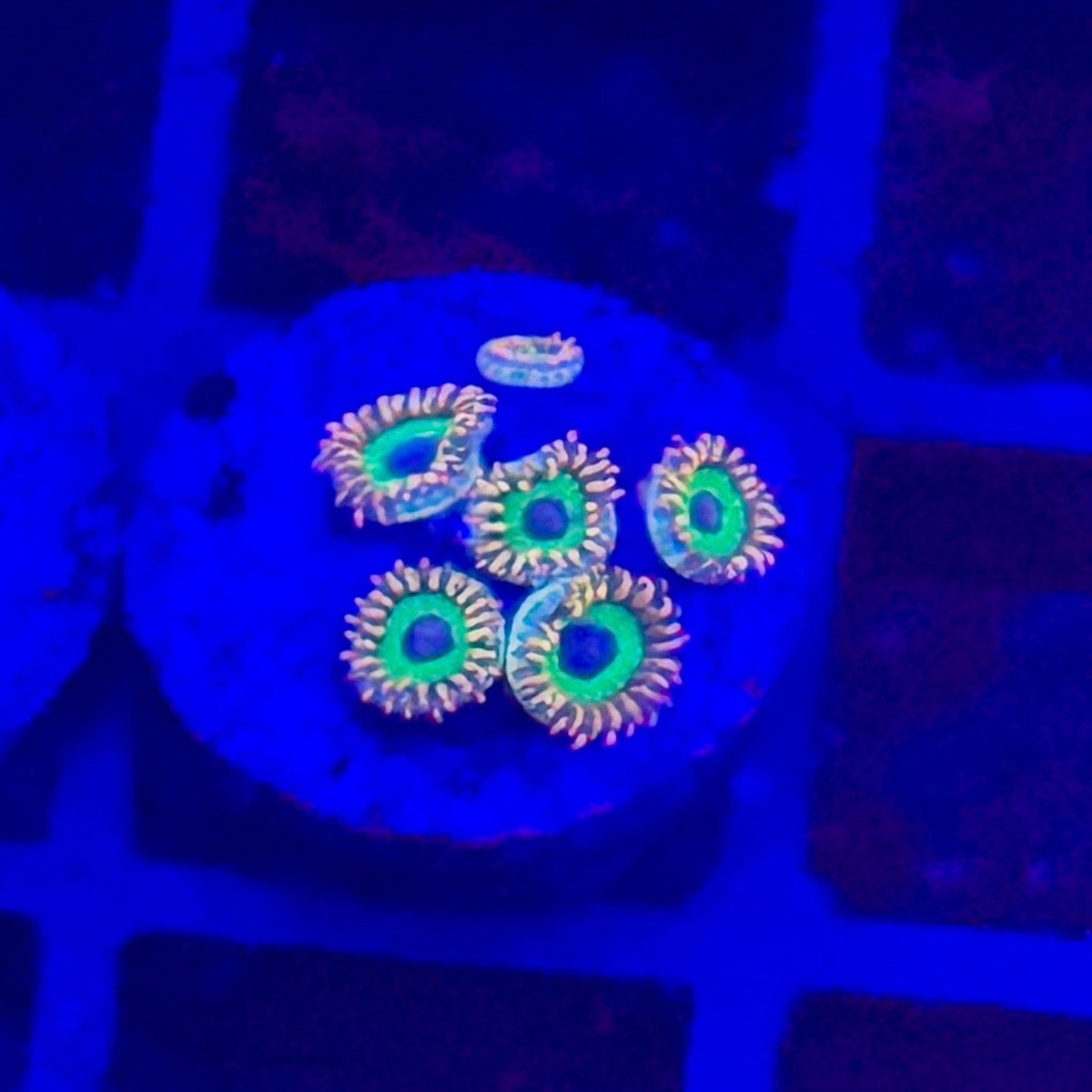Eagle Eye Zoas