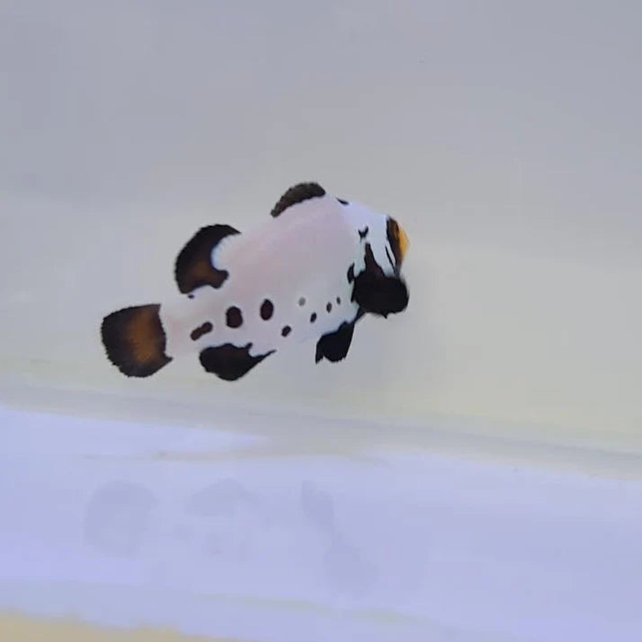 Bali Aquarich Black Frostbite Clownfish - Aqua Group